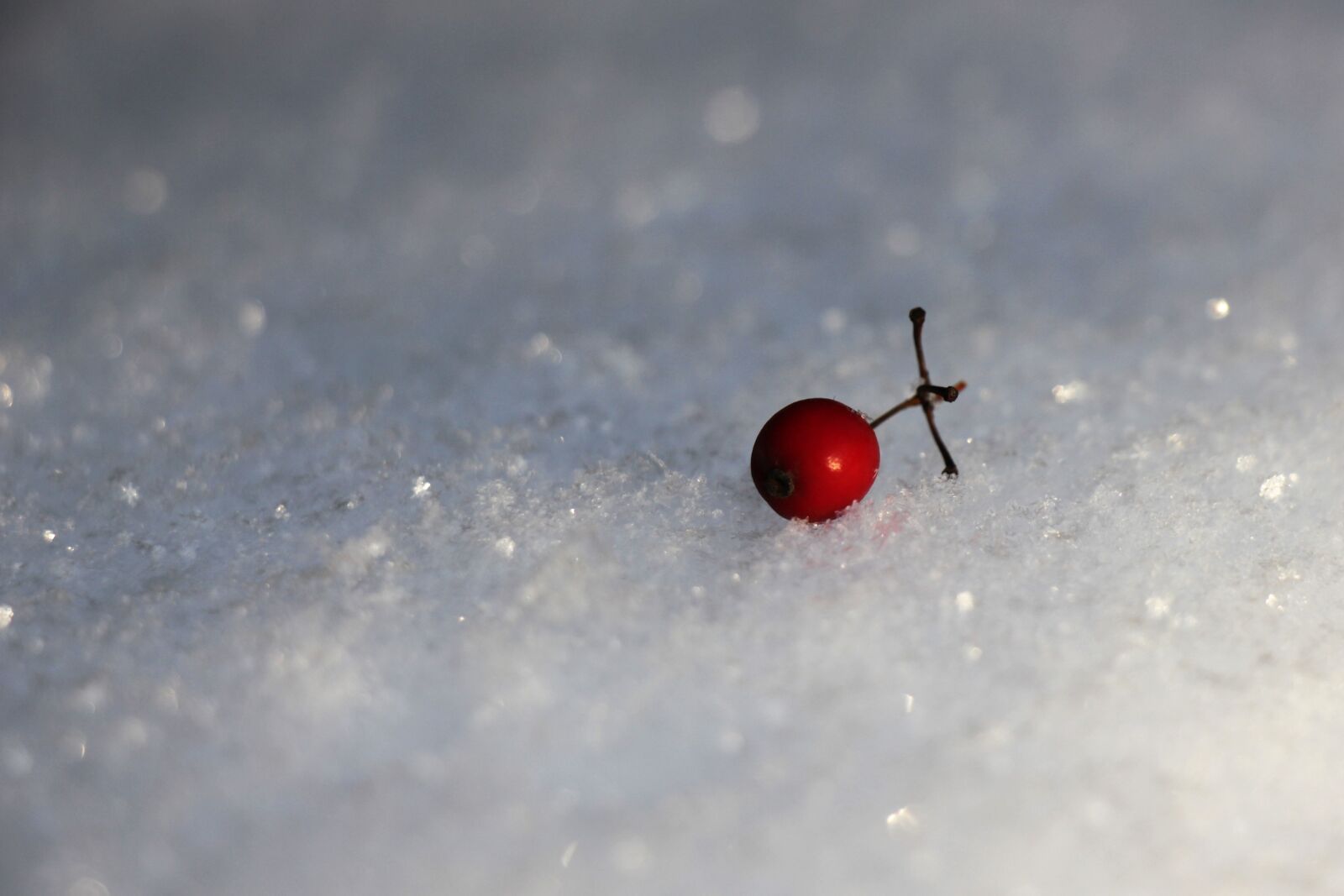 Canon EOS 550D (EOS Rebel T2i / EOS Kiss X4) sample photo. Snow, barberry, white photography