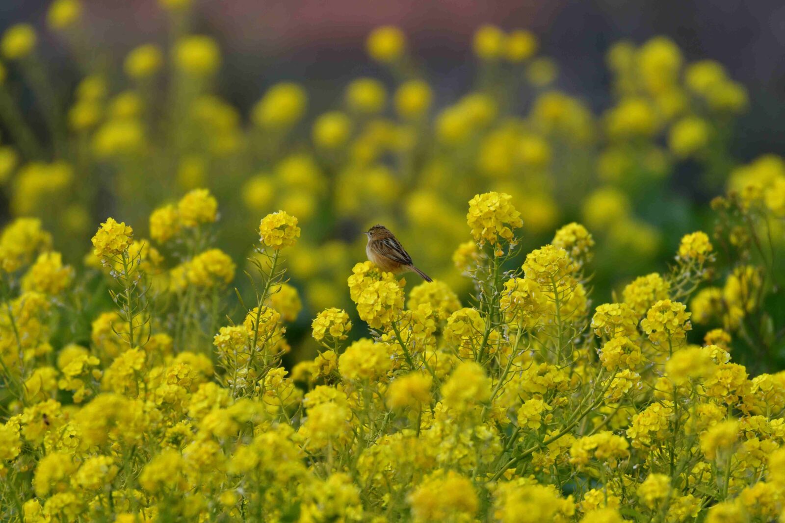 Nikon D500 sample photo. Flowers, field, plant photography