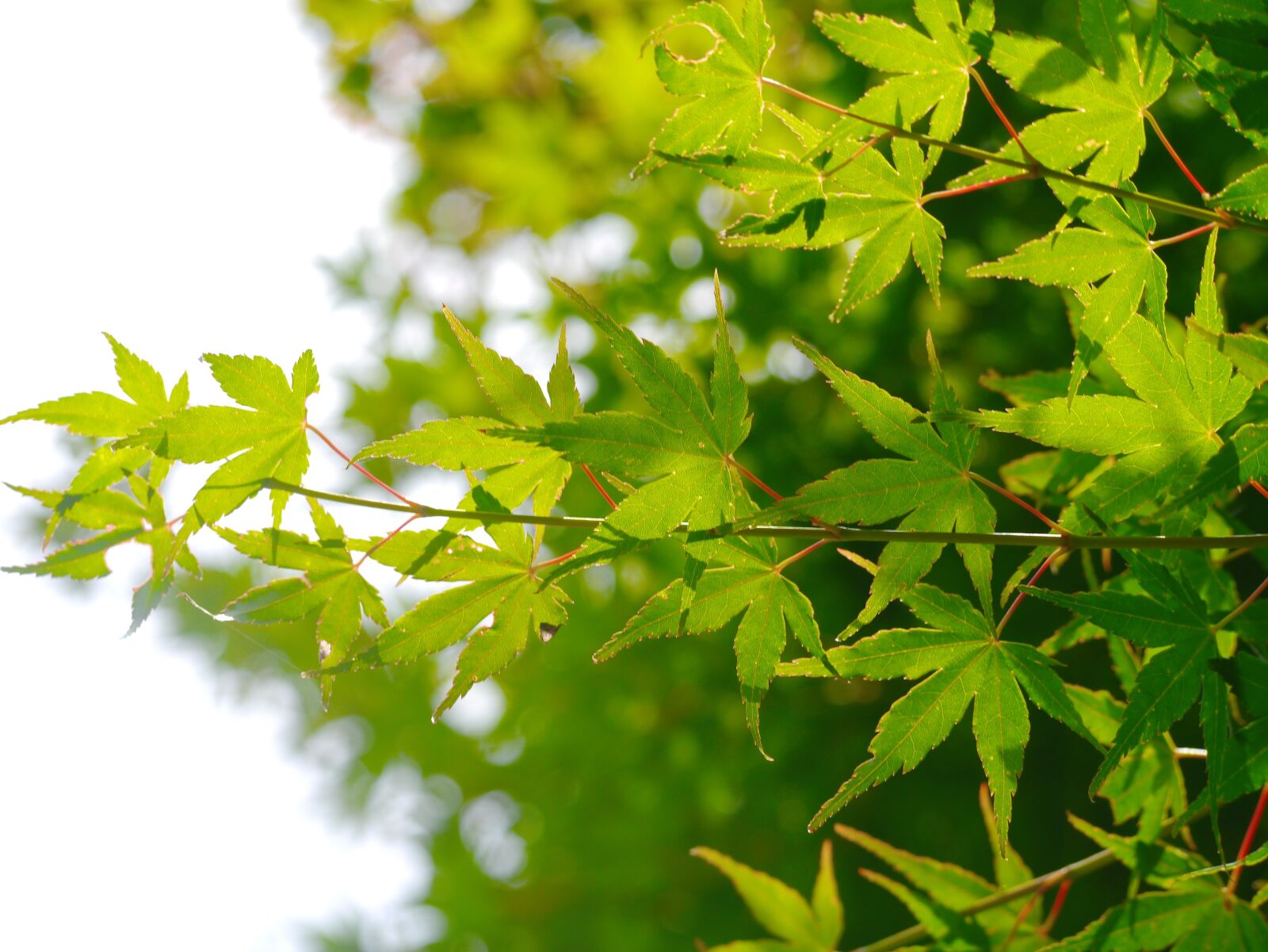 Panasonic Lumix DMC-GX1 sample photo. Maple, leaf, branch of photography