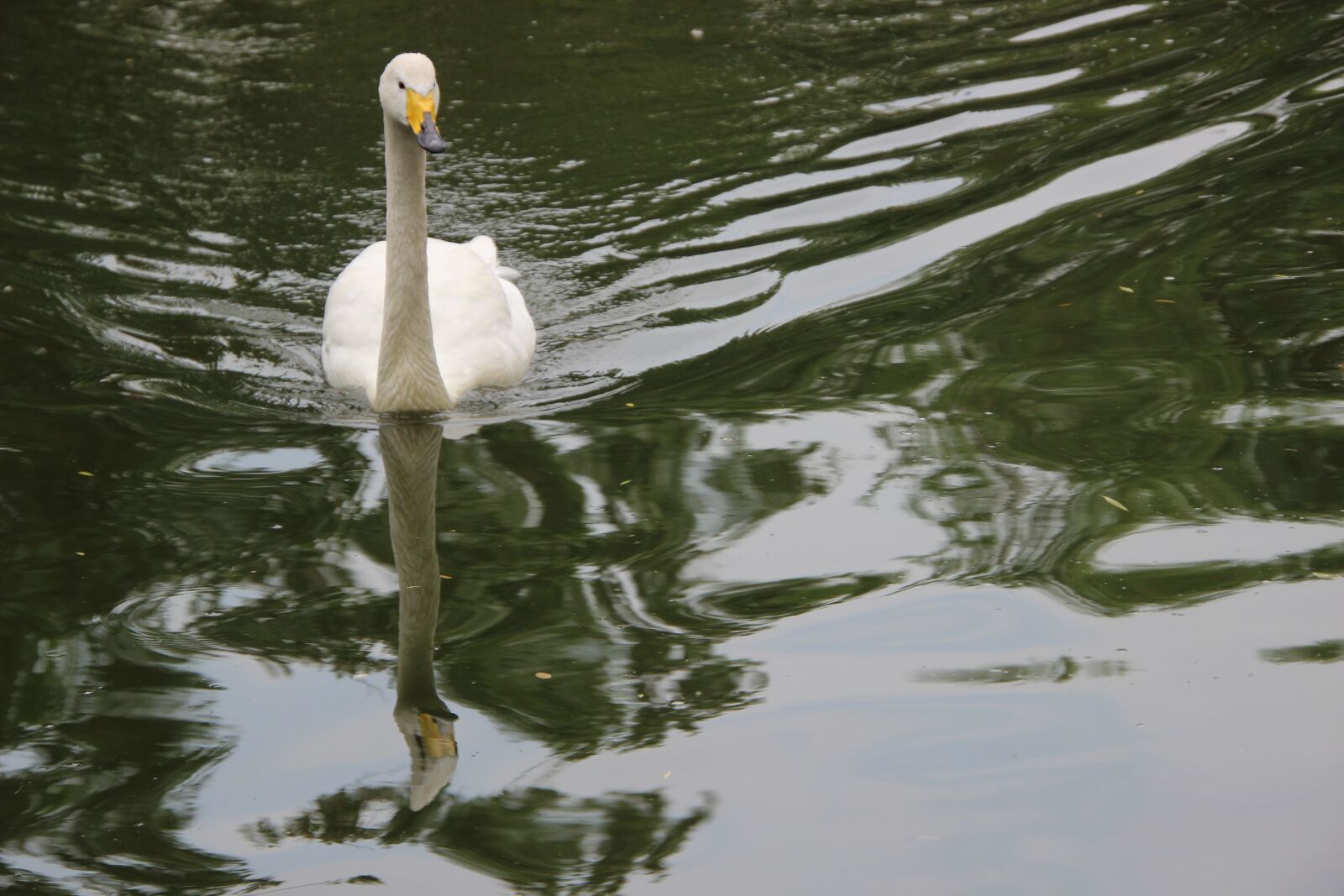 Canon EOS 600D (Rebel EOS T3i / EOS Kiss X5) sample photo. Swan, white swan, bird photography
