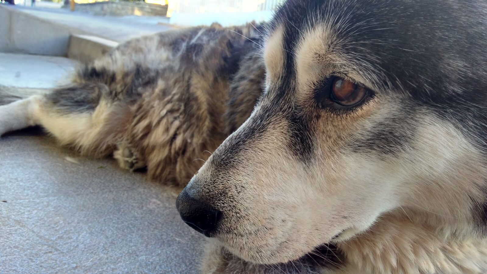 Motorola Moto G Play sample photo. Wolf photography