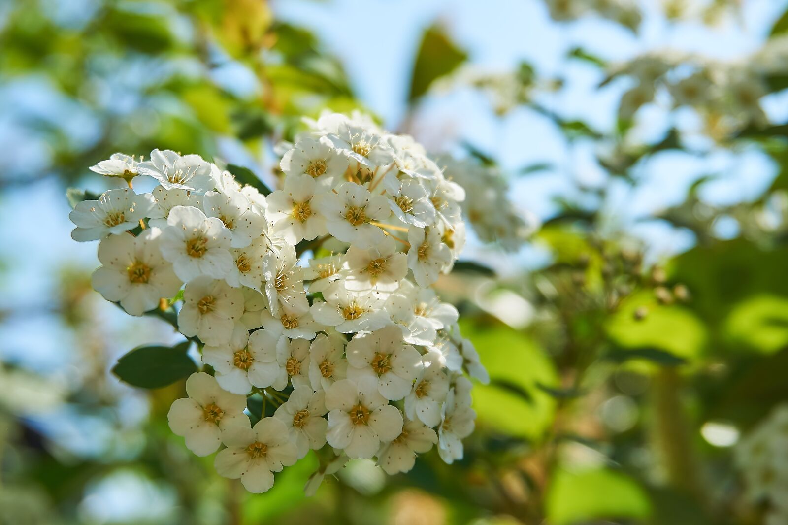 Sony a6000 sample photo. Prachtspiere, spierstrauch, flowers photography