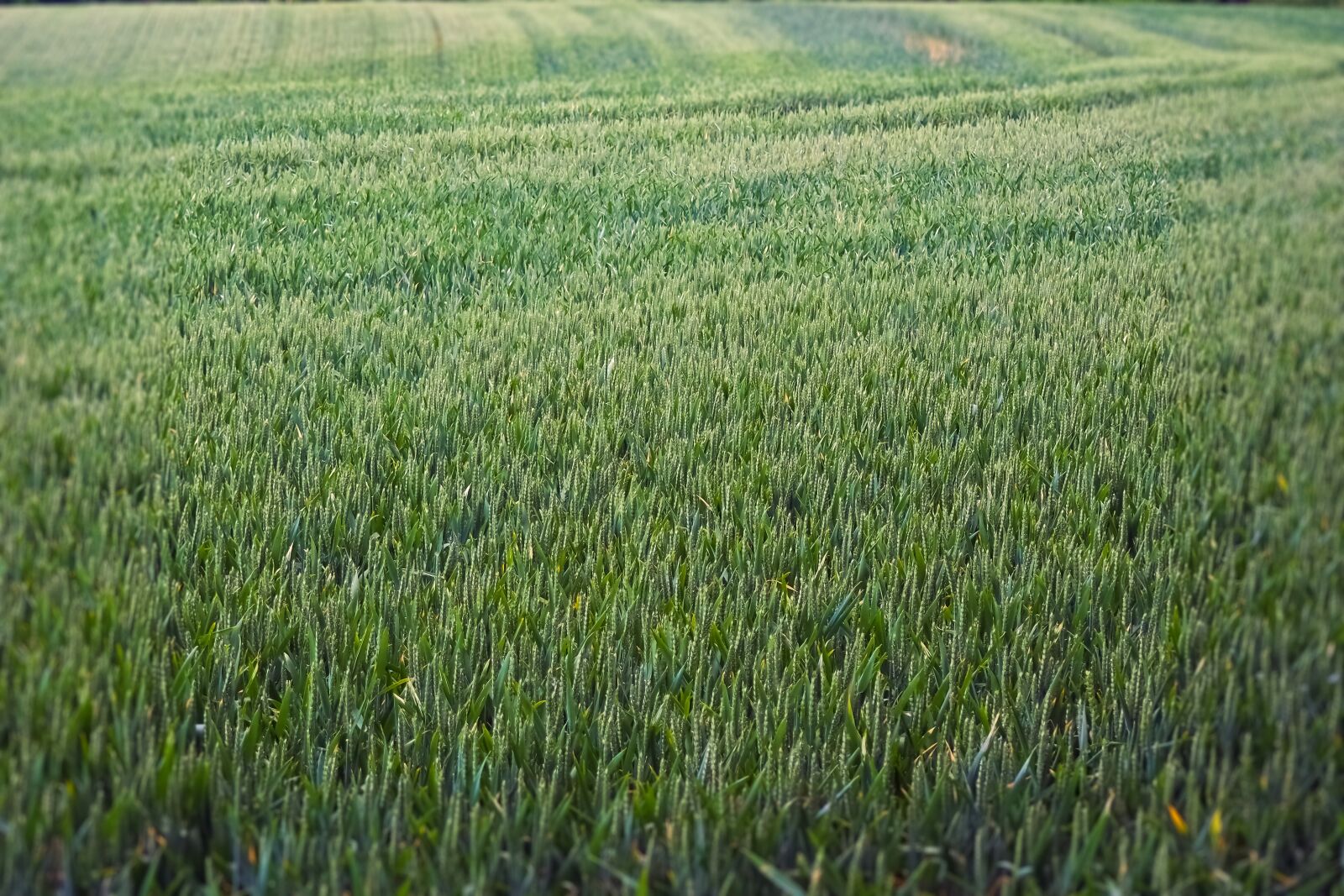 Olympus OM-D E-M10 sample photo. Grain, field, nature photography
