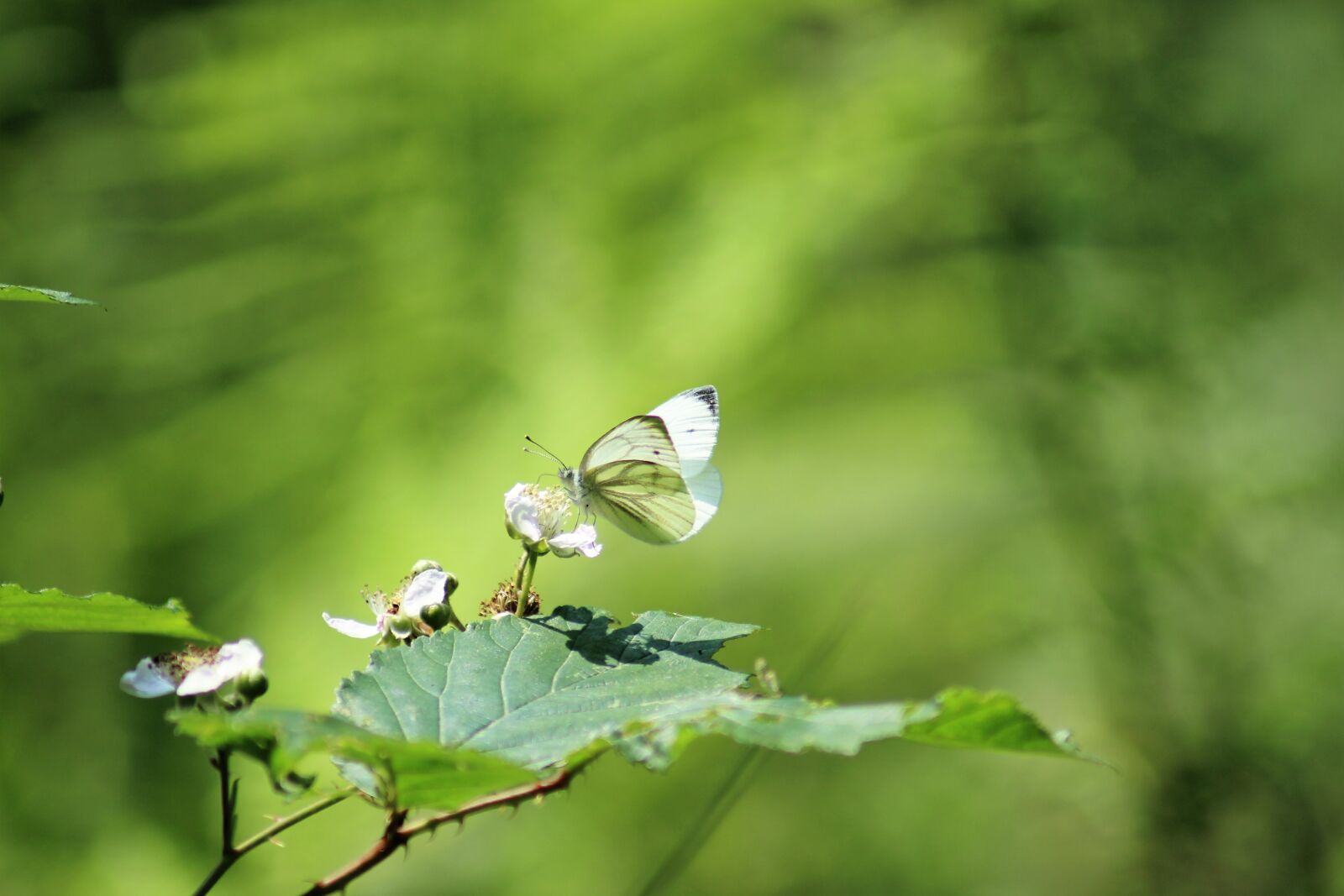Canon EOS 1200D (EOS Rebel T5 / EOS Kiss X70 / EOS Hi) sample photo. Butterfly, nature, summer photography