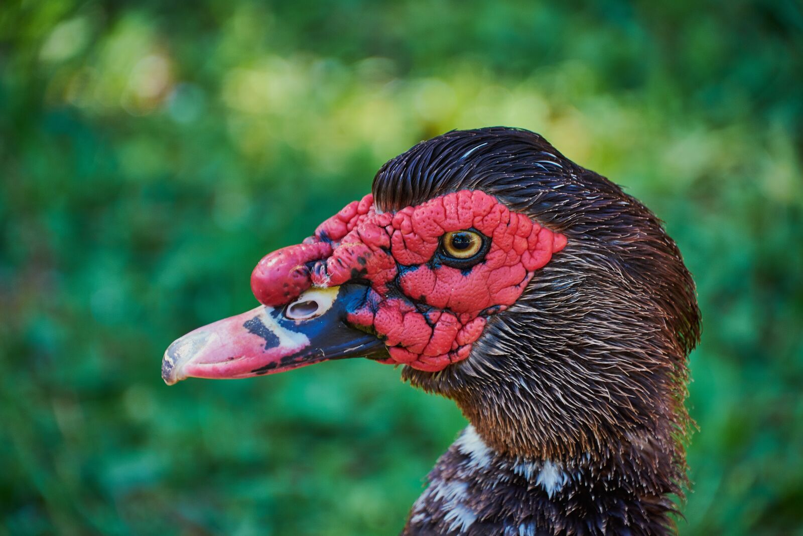 Nikon D7200 sample photo. Goose, red, colorful photography