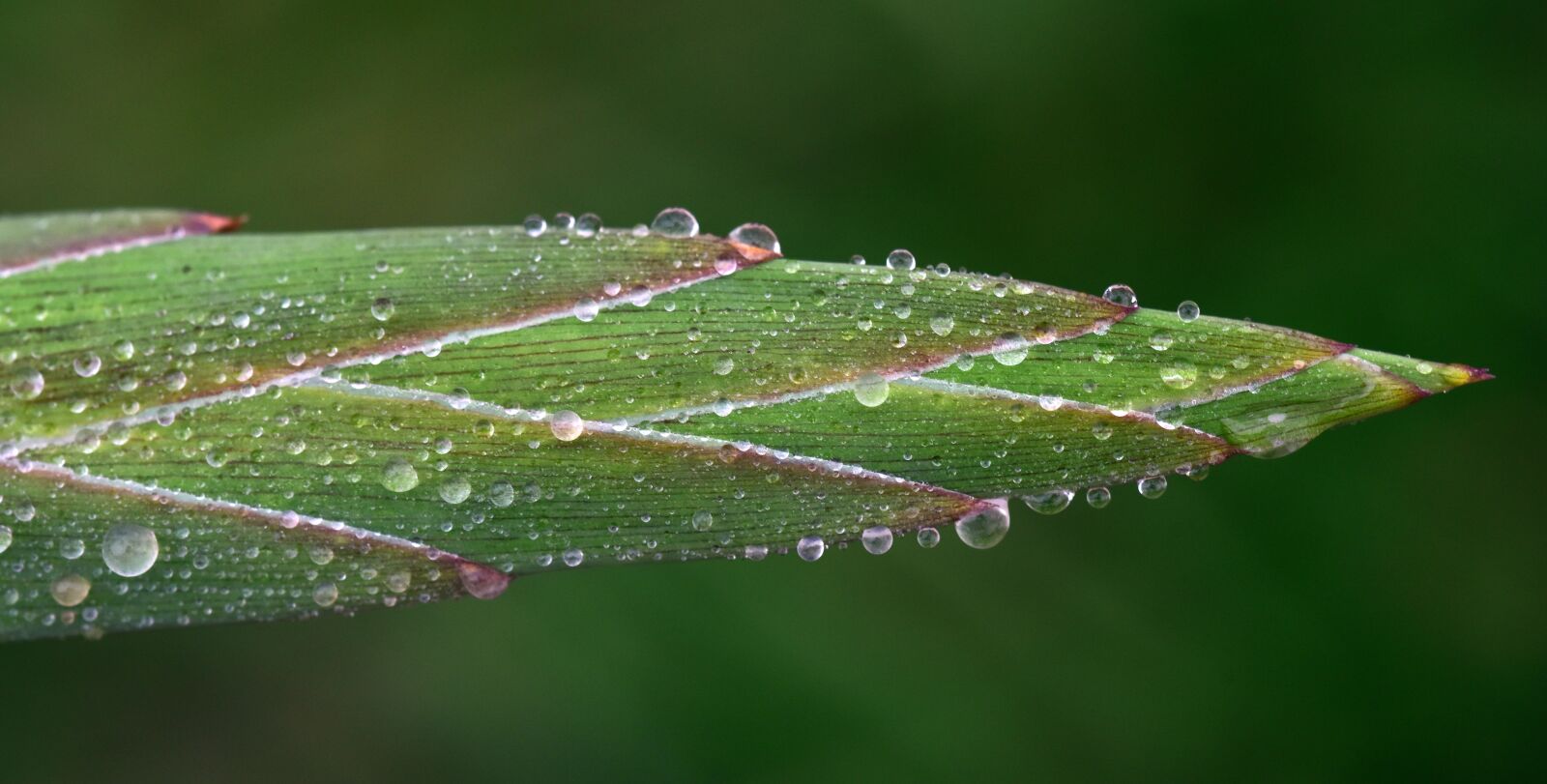 Nikon D750 sample photo. Gladiolus, bud, water photography