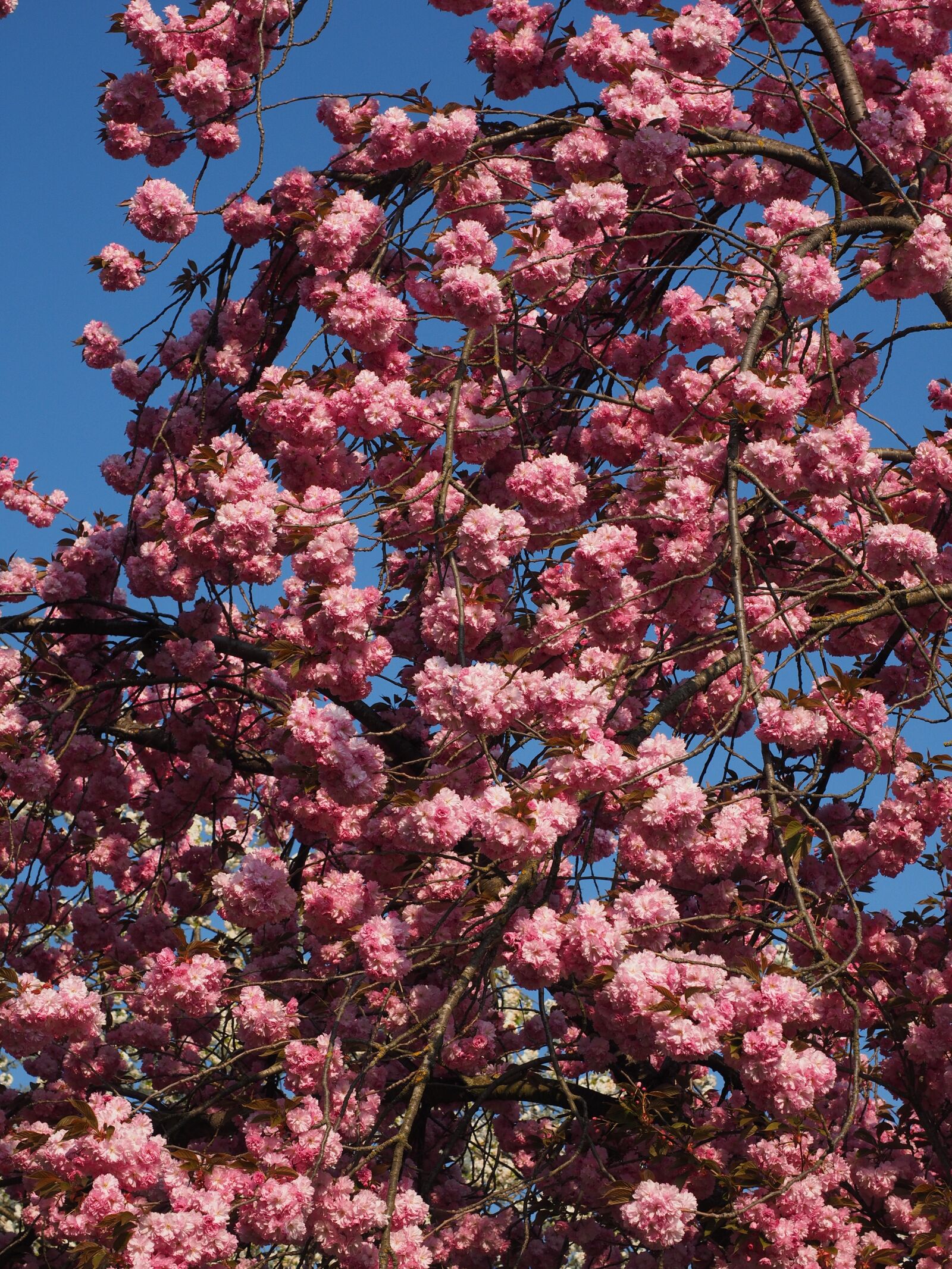 Olympus OM-D E-M1 + Olympus M.Zuiko Digital ED 12-40mm F2.8 Pro sample photo. Cherry blossom, japanese cherry photography