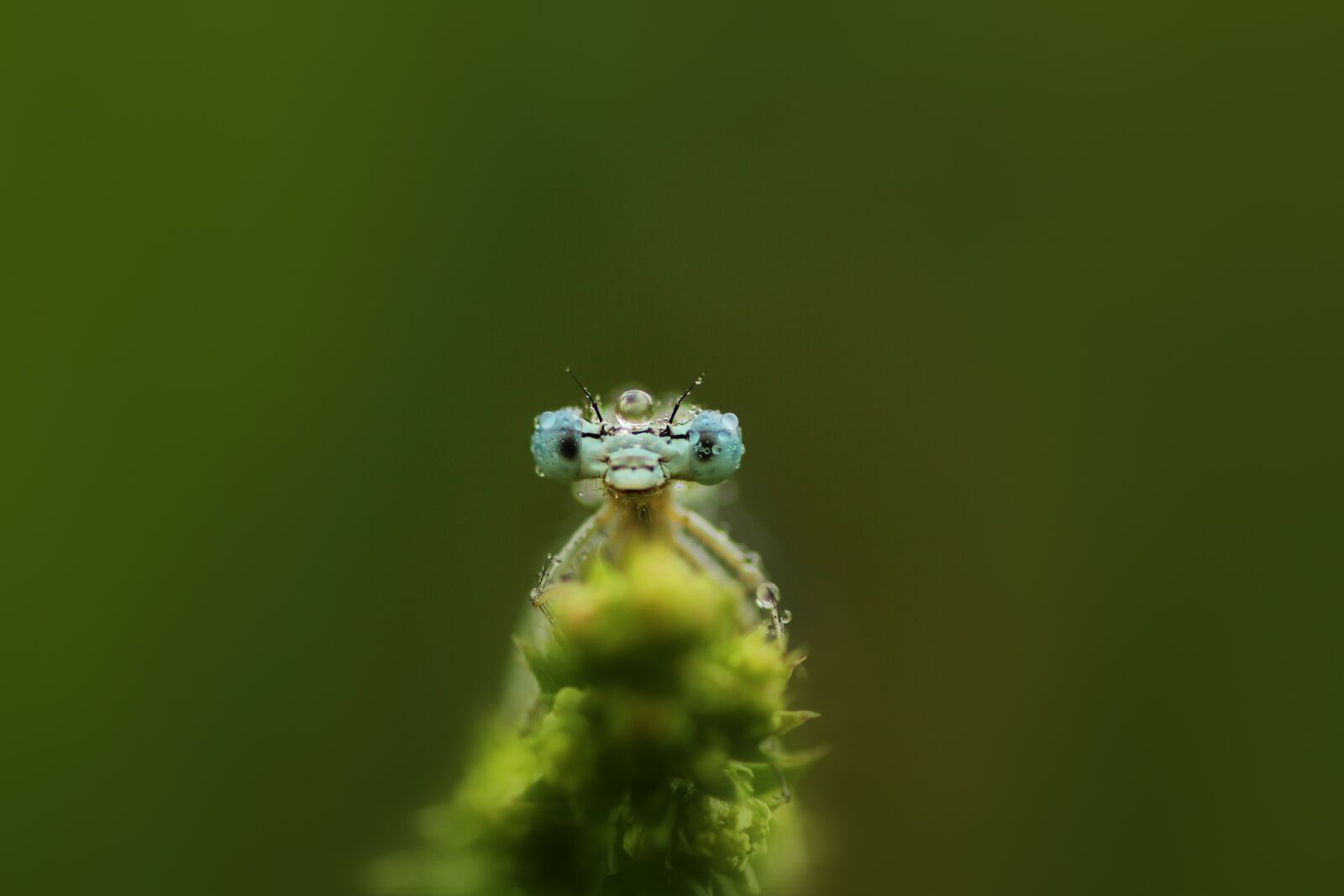 Tamron SP 90mm F2.8 Di VC USD 1:1 Macro sample photo. Spring dragonfly, dragonfly, insect photography