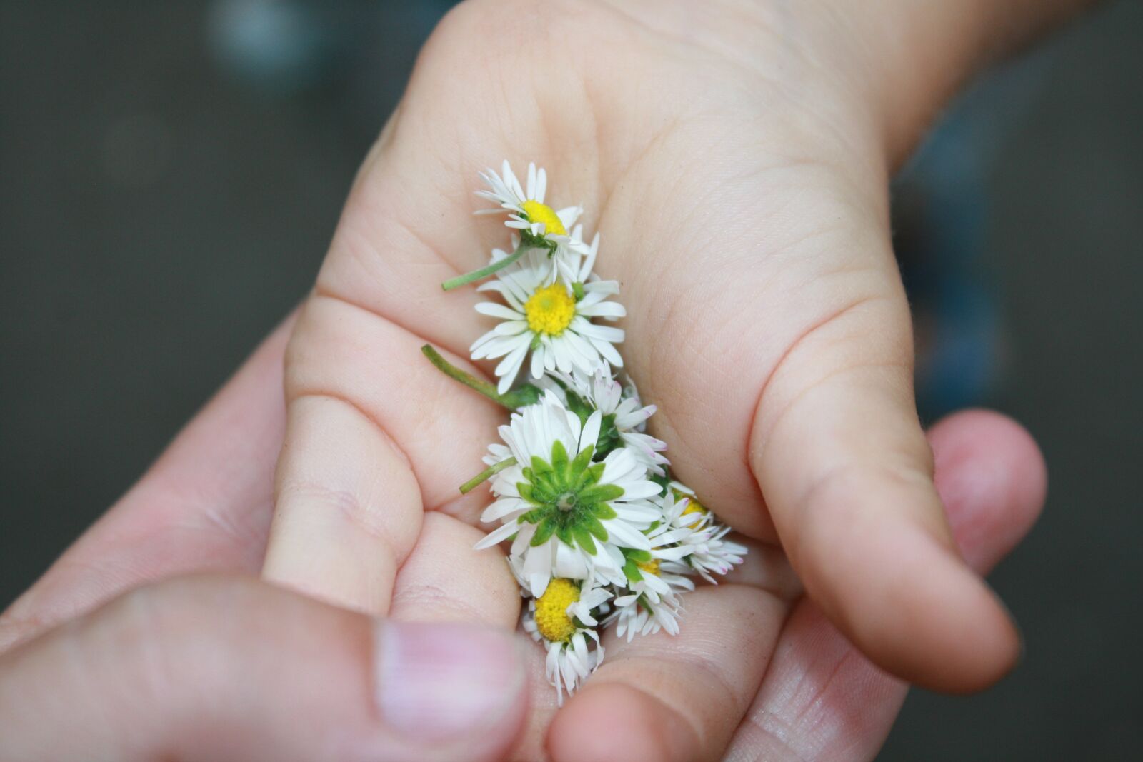 Canon EOS 400D (EOS Digital Rebel XTi / EOS Kiss Digital X) sample photo. Daisies, spring, the child's photography