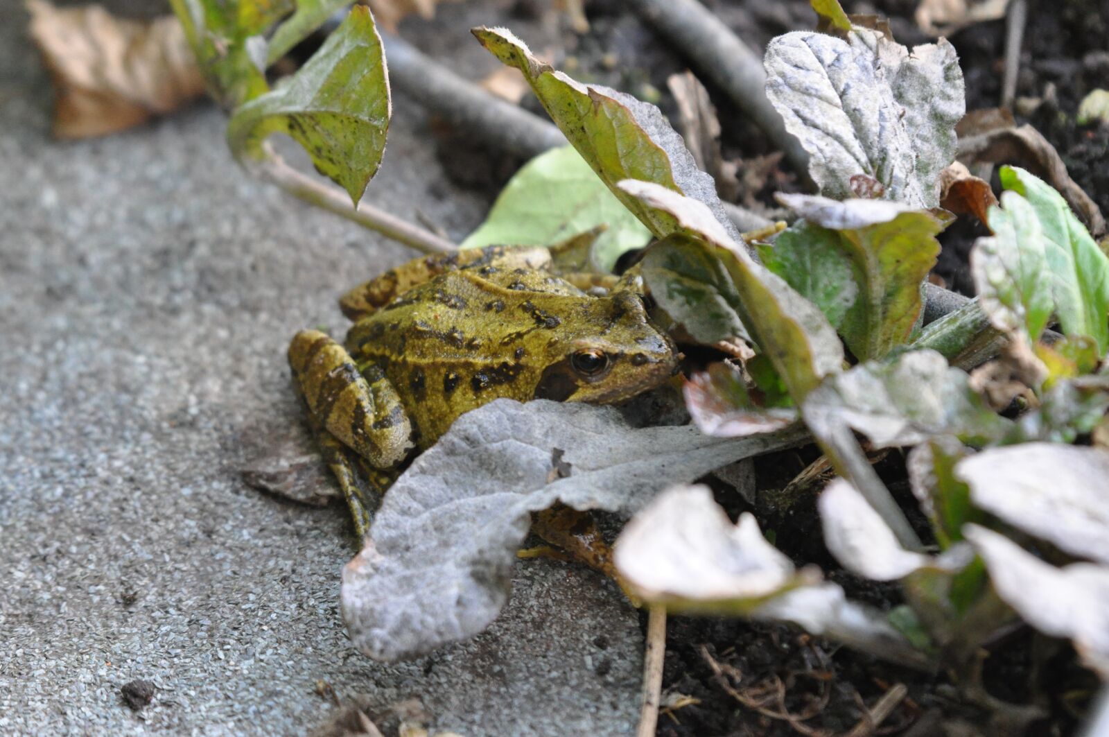 Nikon D90 sample photo. Frog, garden, pond photography