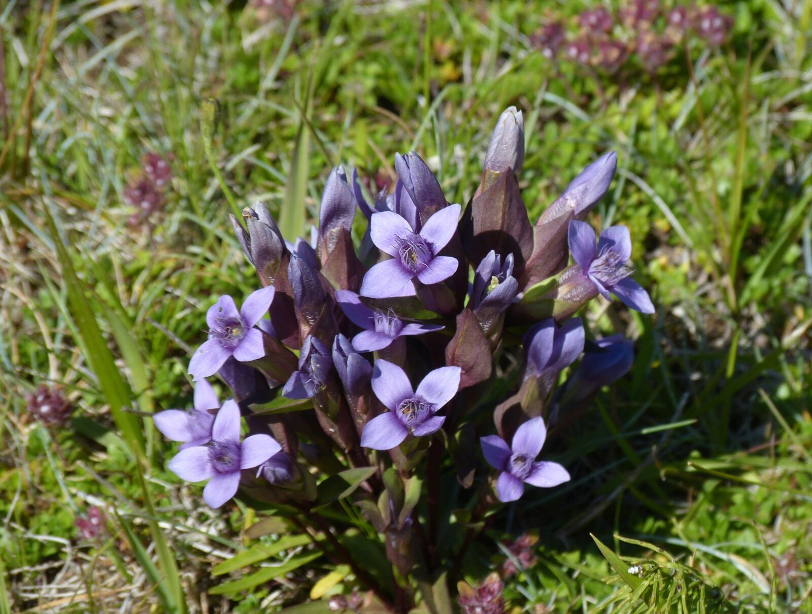 Panasonic Lumix DMC-FZ150 sample photo. Iceland, gentian, flower photography
