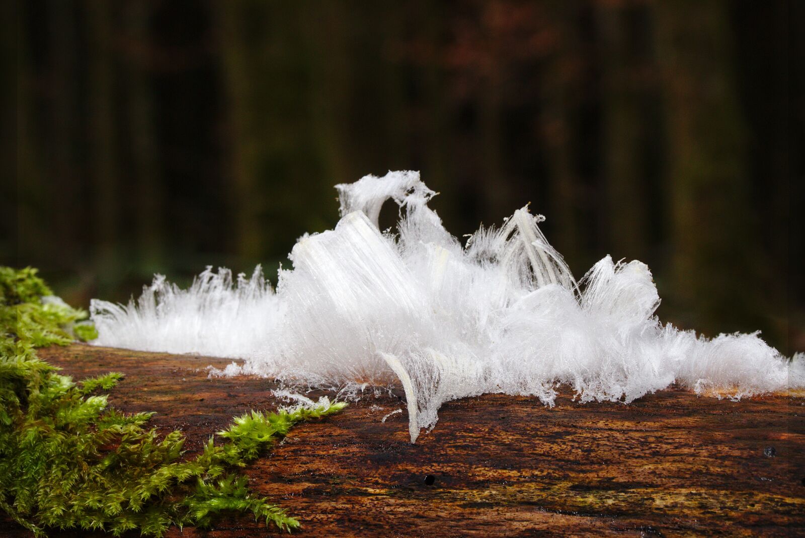 Canon EOS M5 sample photo. Haareis, moss, forest photography
