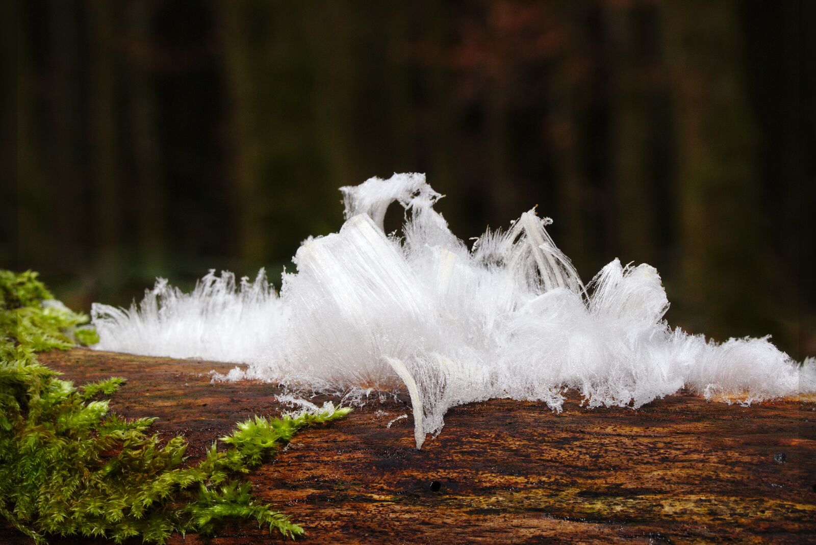 Canon EOS M5 + Canon EF-M 18-150mm F3.5-6.3 IS STM sample photo. Haareis, moss, forest photography