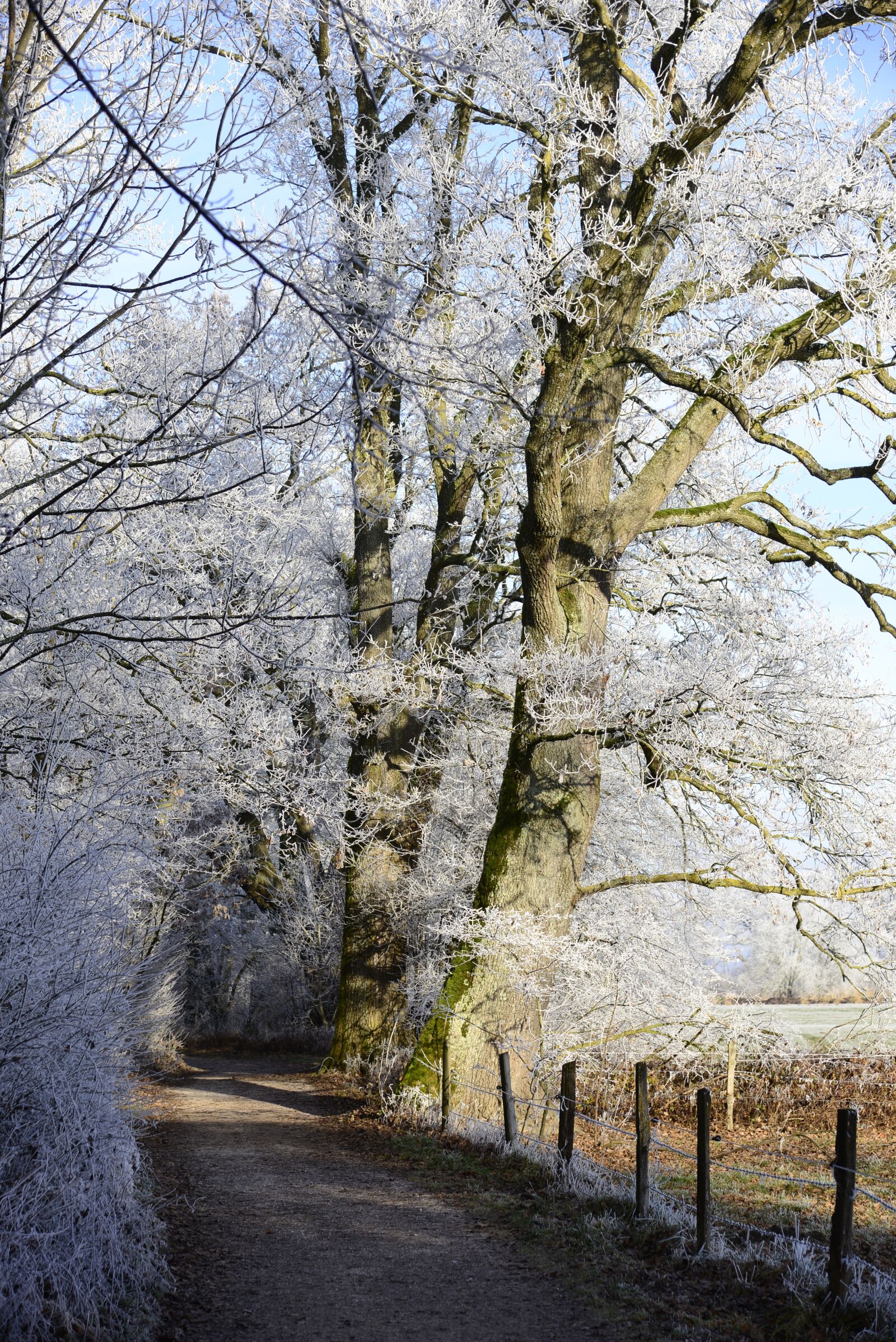 Nikon D610 sample photo. Hoarfrost, cold, winter photography