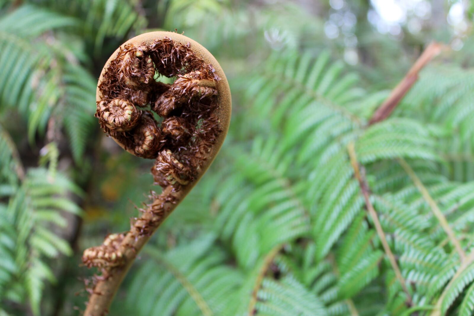 Canon EOS 600D (Rebel EOS T3i / EOS Kiss X5) sample photo. Fern, rolled up, green photography