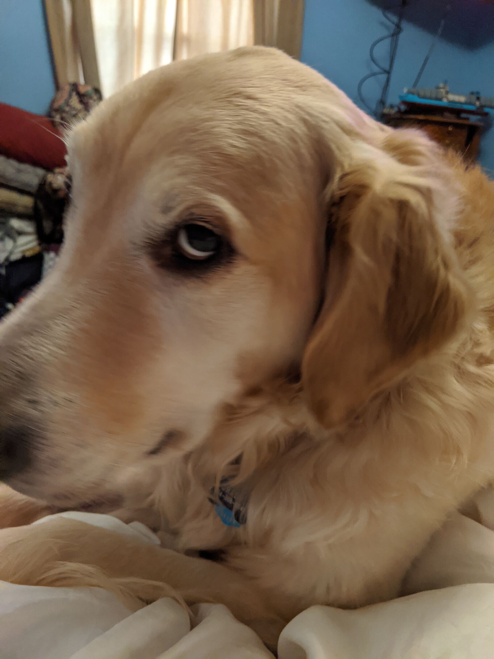 Google Pixel 3 XL sample photo. Dog, golden retriever, animal photography