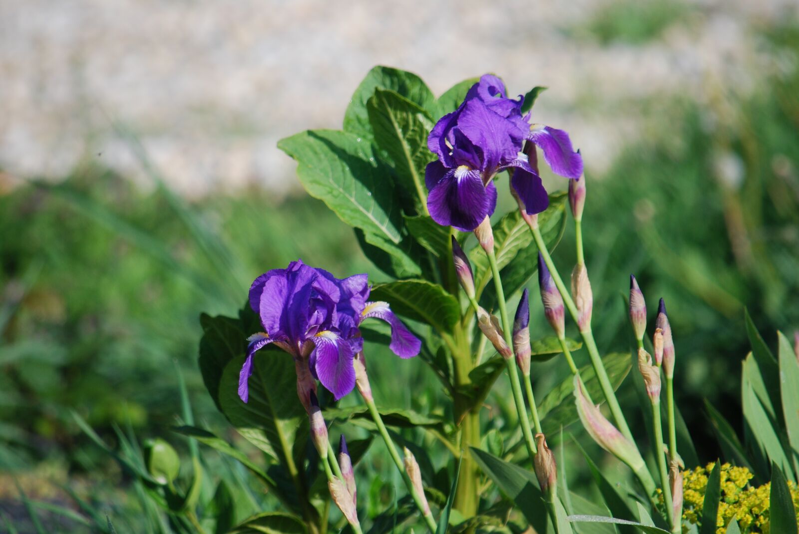 Nikon D60 sample photo. Flower, iris, violet photography