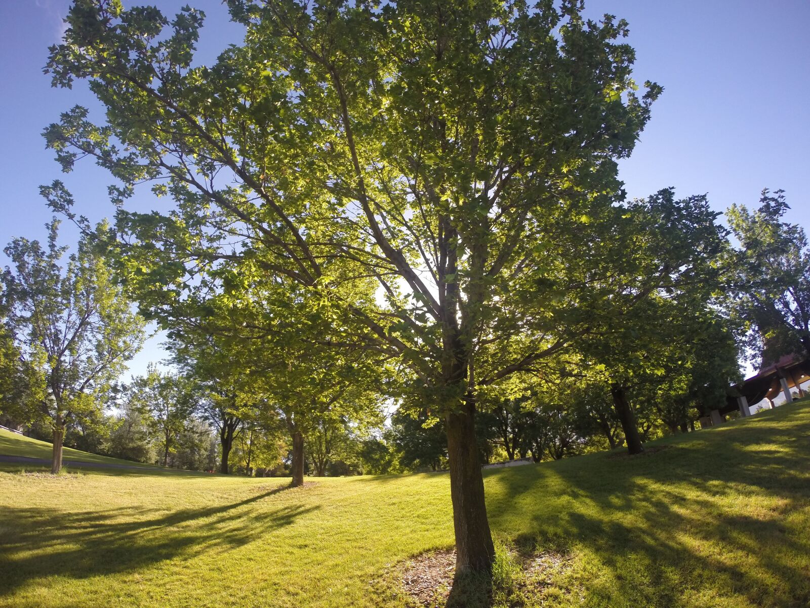 GoPro HERO3+ Black Edition sample photo. Tree, green, nature photography