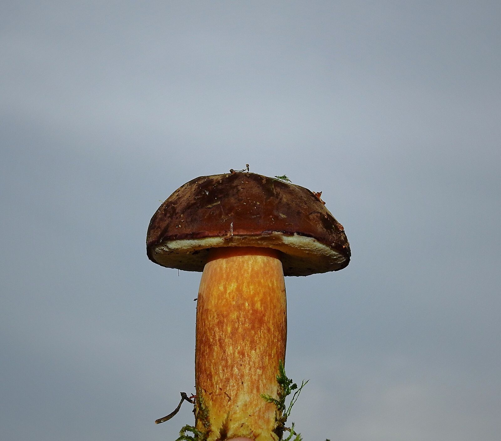 Nikon Coolpix P900 sample photo. Mushroom, nature, autumn photography