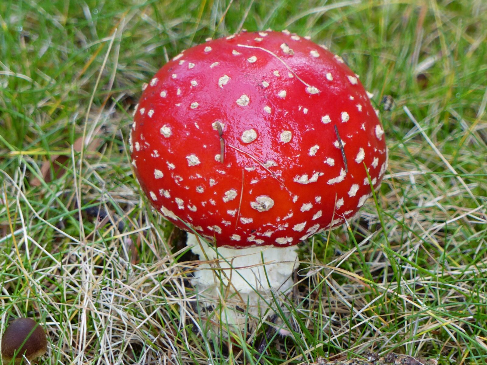 Panasonic Lumix DMC-FZ200 sample photo. Fly agaric, autumn, garden photography