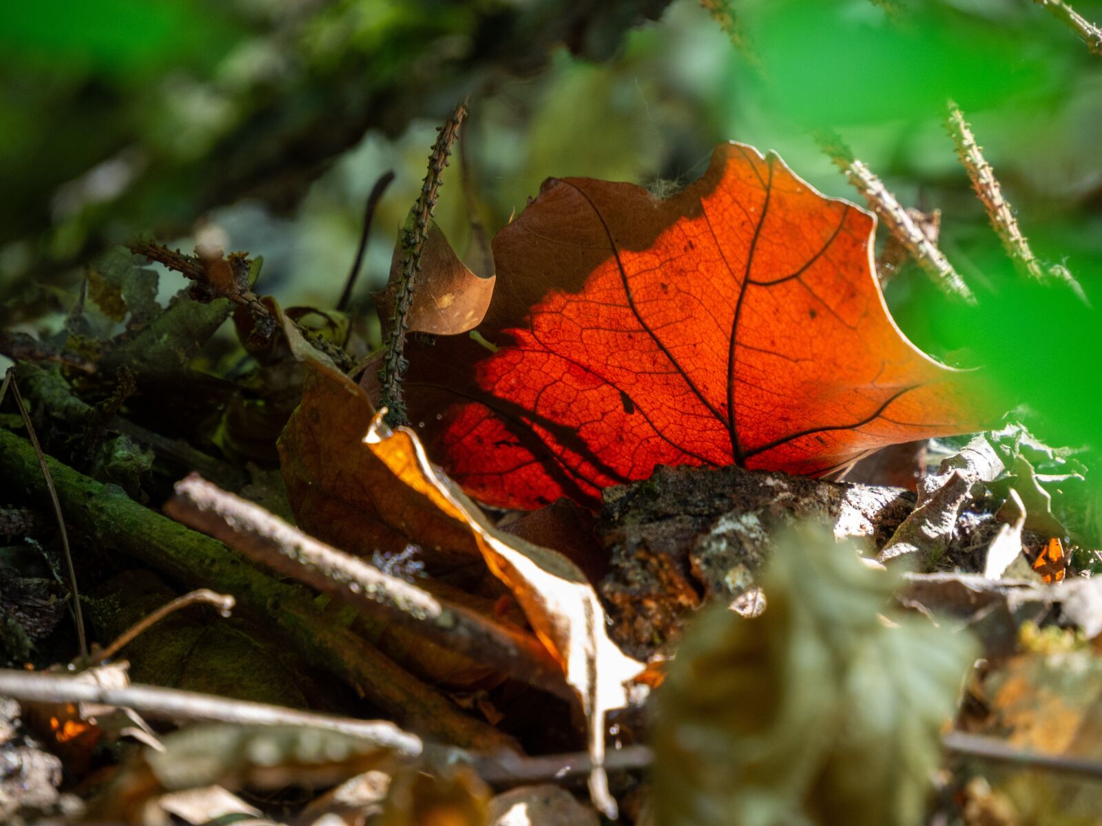 Olympus OM-D E-M10 III sample photo. Forest, light, foliage photography
