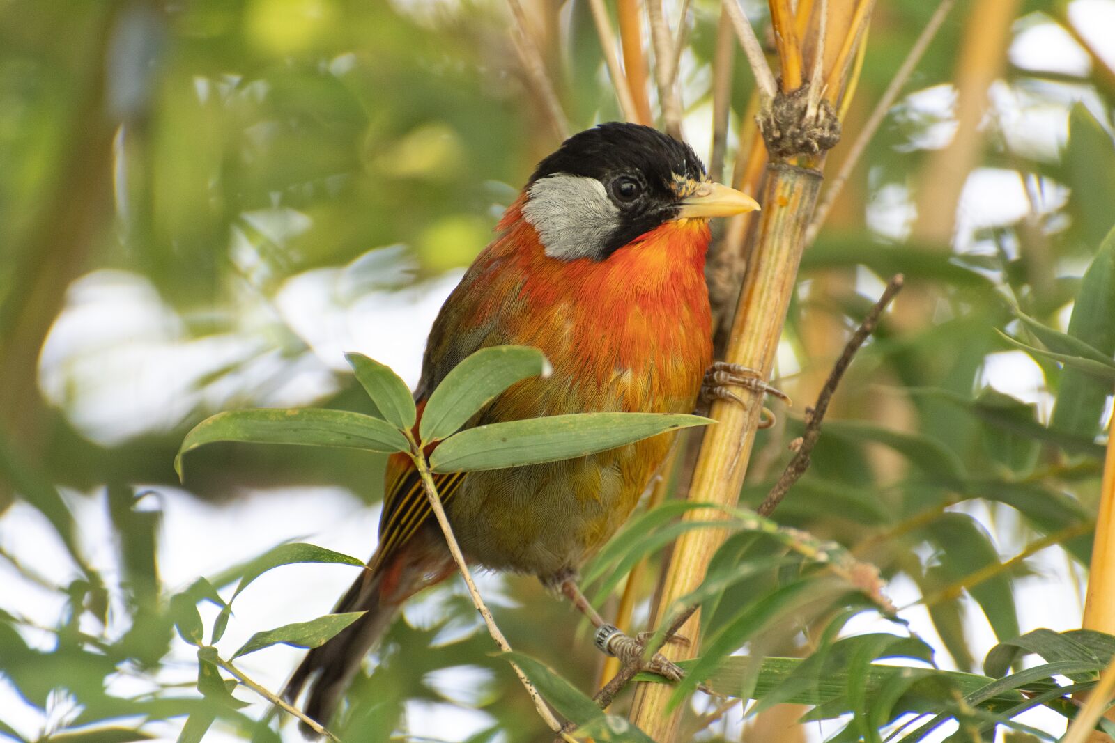Nikon D500 sample photo. Sumatran mesia, bird, animal photography