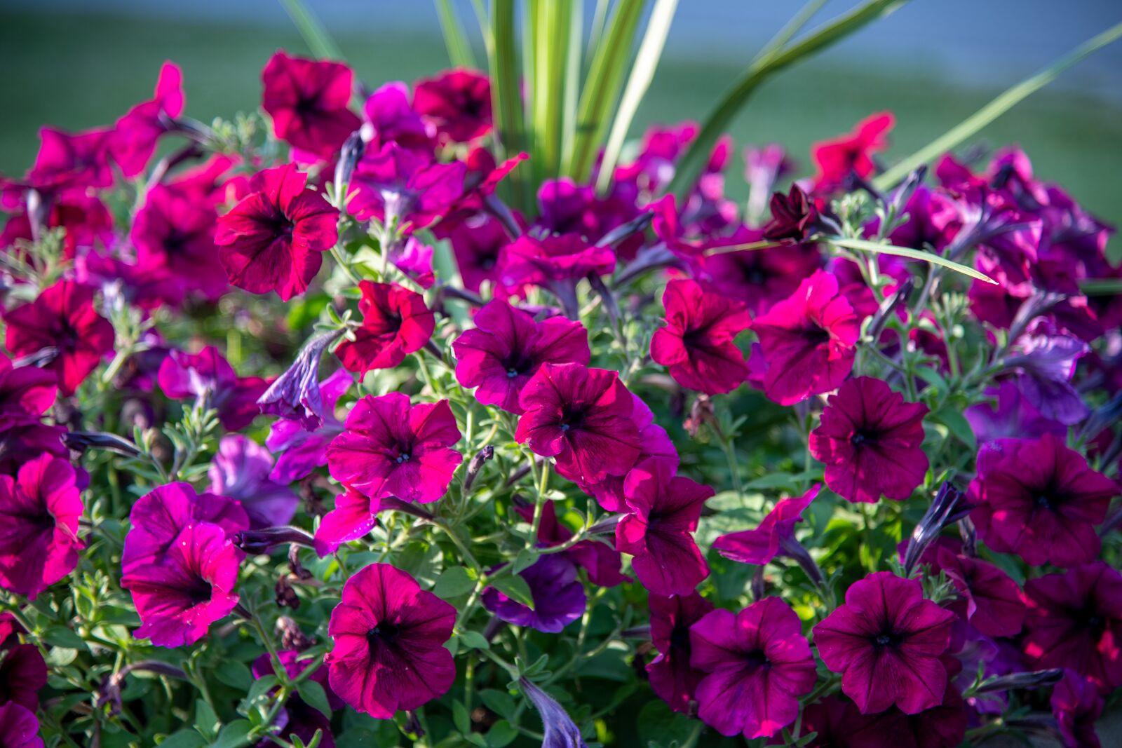 Nikon D850 sample photo. Petunia, purple, purple petunia photography