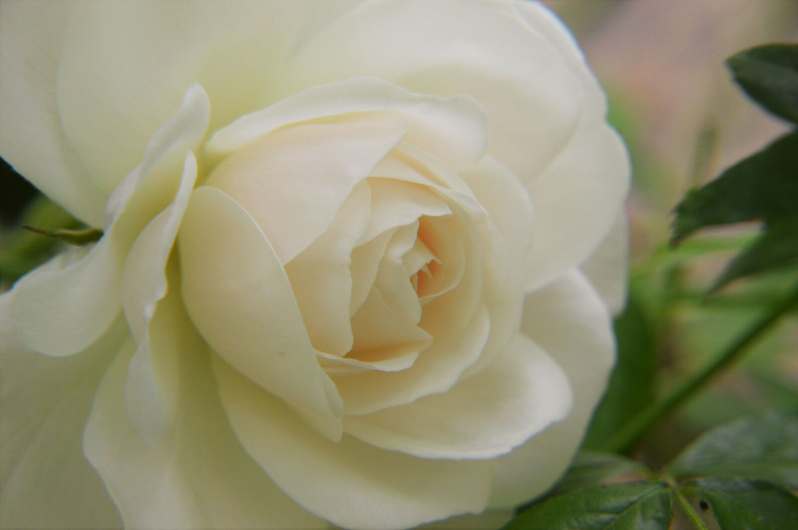 Nikon D3200 sample photo. Roses floribunda, flower, pink photography