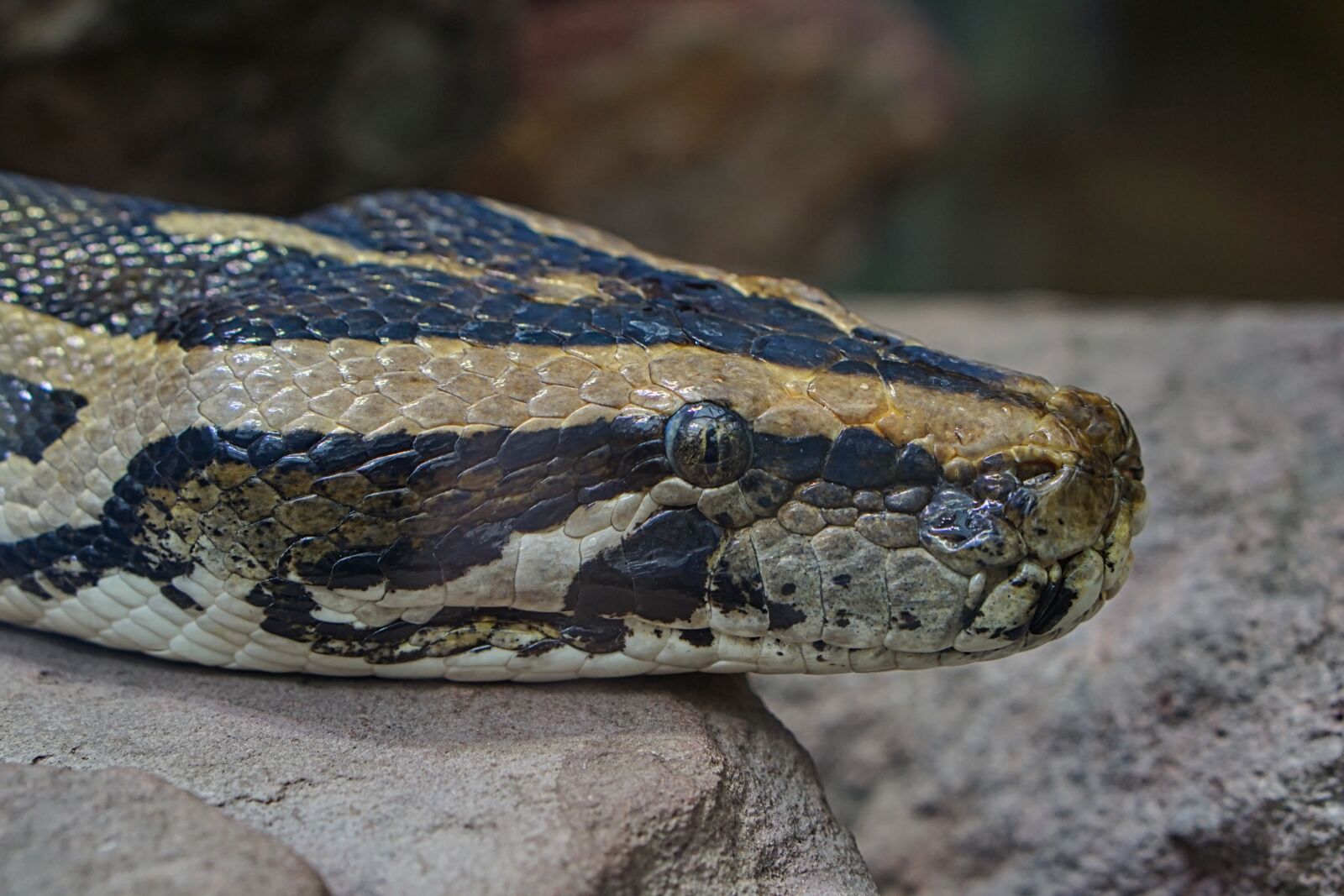 E 50mm F1.8 OSS sample photo. Snake, python, terrarium photography