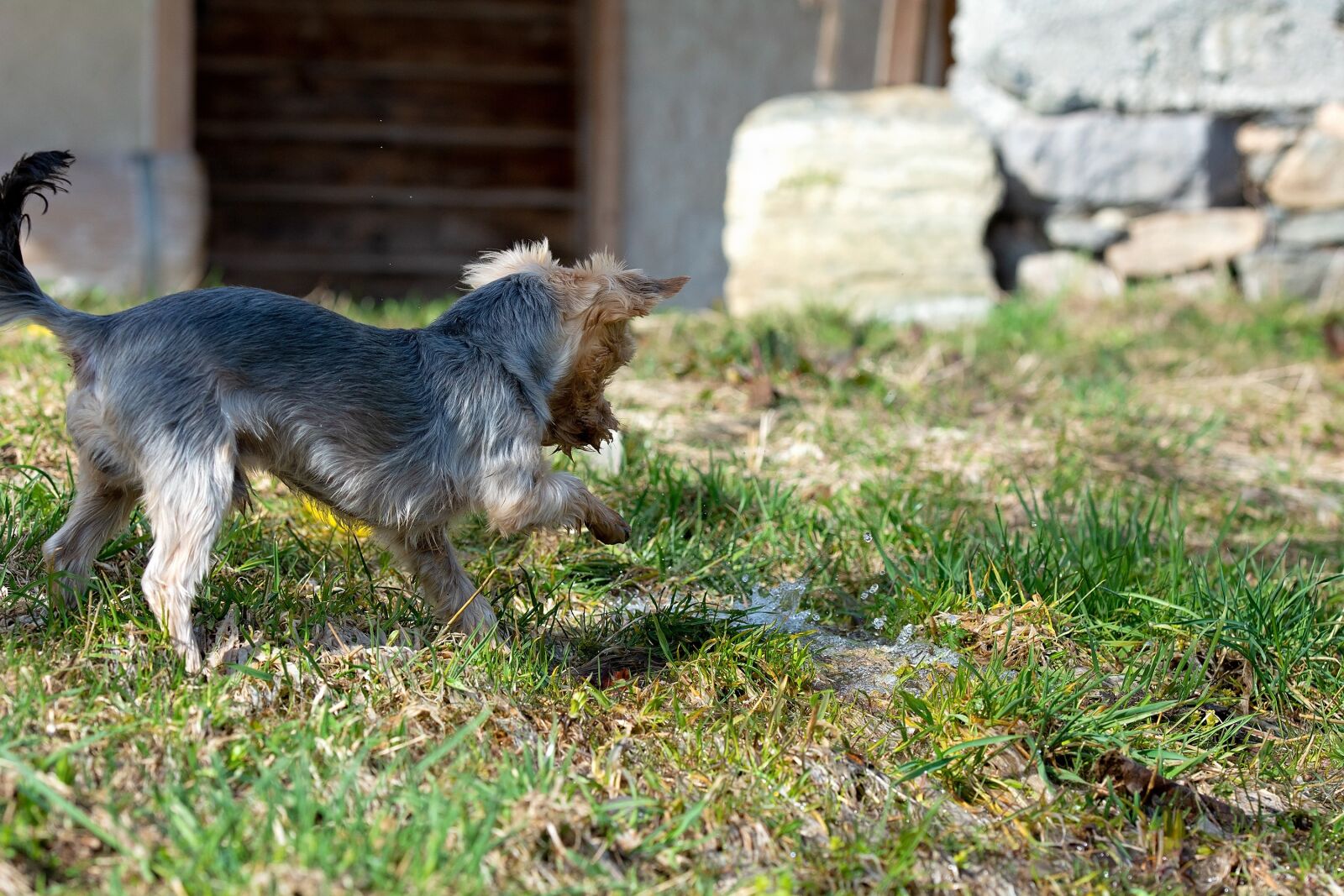 Nikon D7100 sample photo. Dog, small dog, young photography