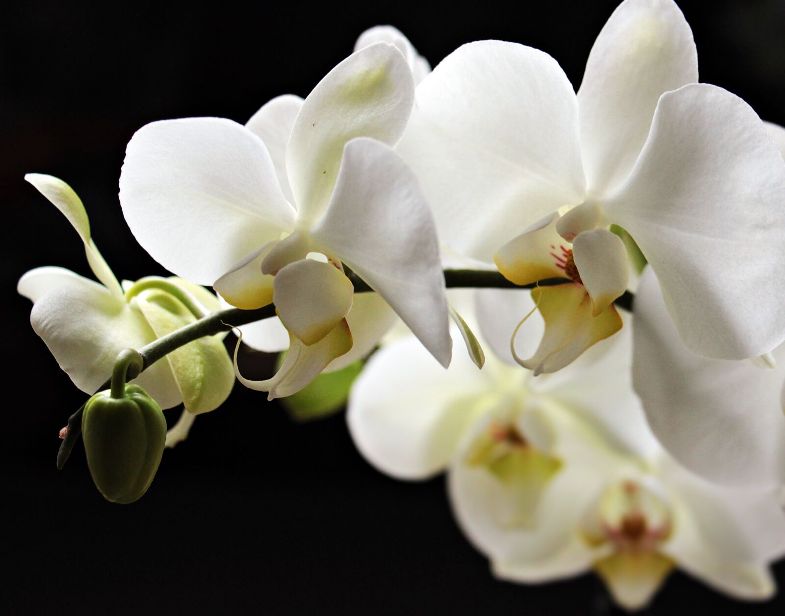 Canon EOS 550D (EOS Rebel T2i / EOS Kiss X4) sample photo. Orchids, flowers, flower photography