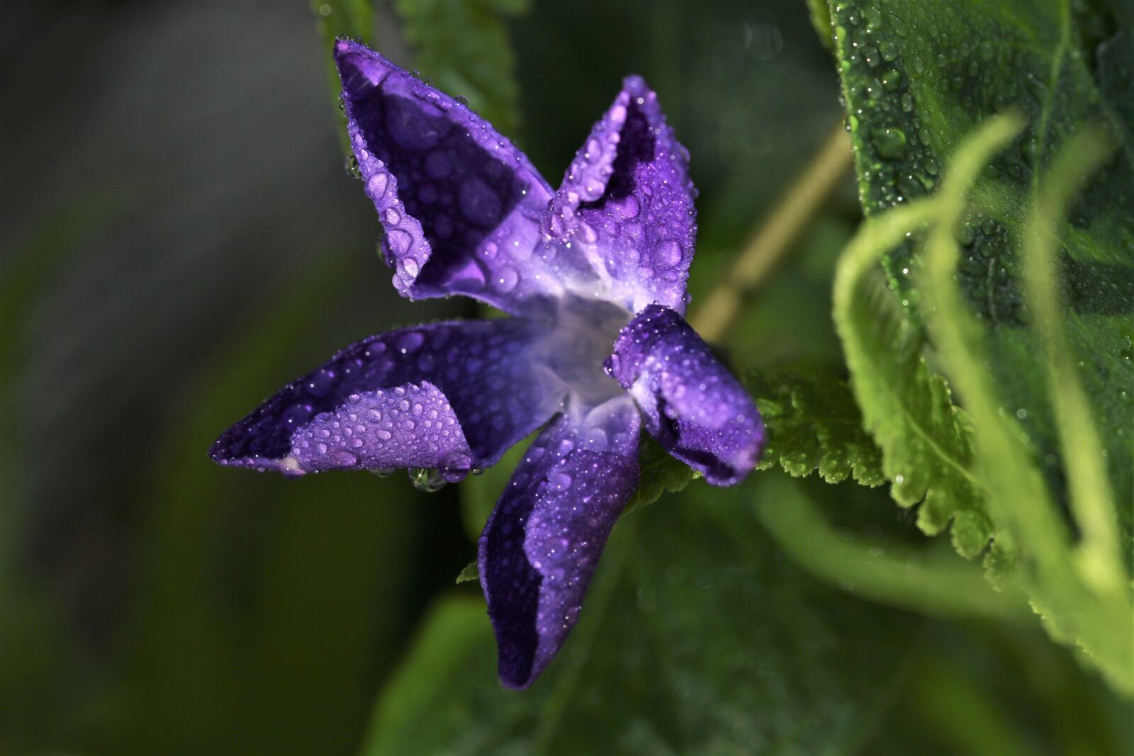 Canon EF 100mm F2.8L Macro IS USM sample photo. Violet, purple, nature photography