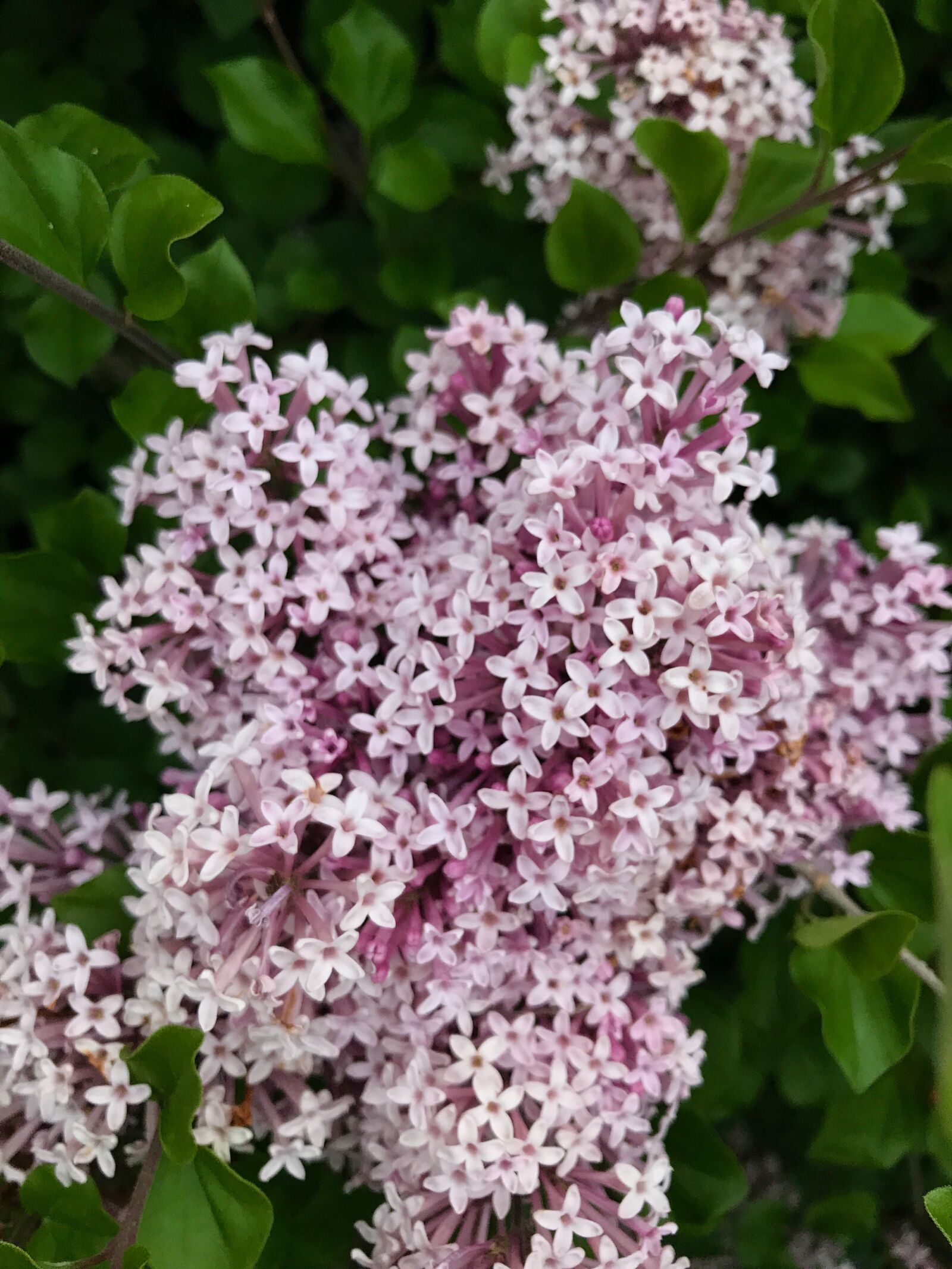 Apple iPhone 7 sample photo. Lilacs, spring, flowers photography
