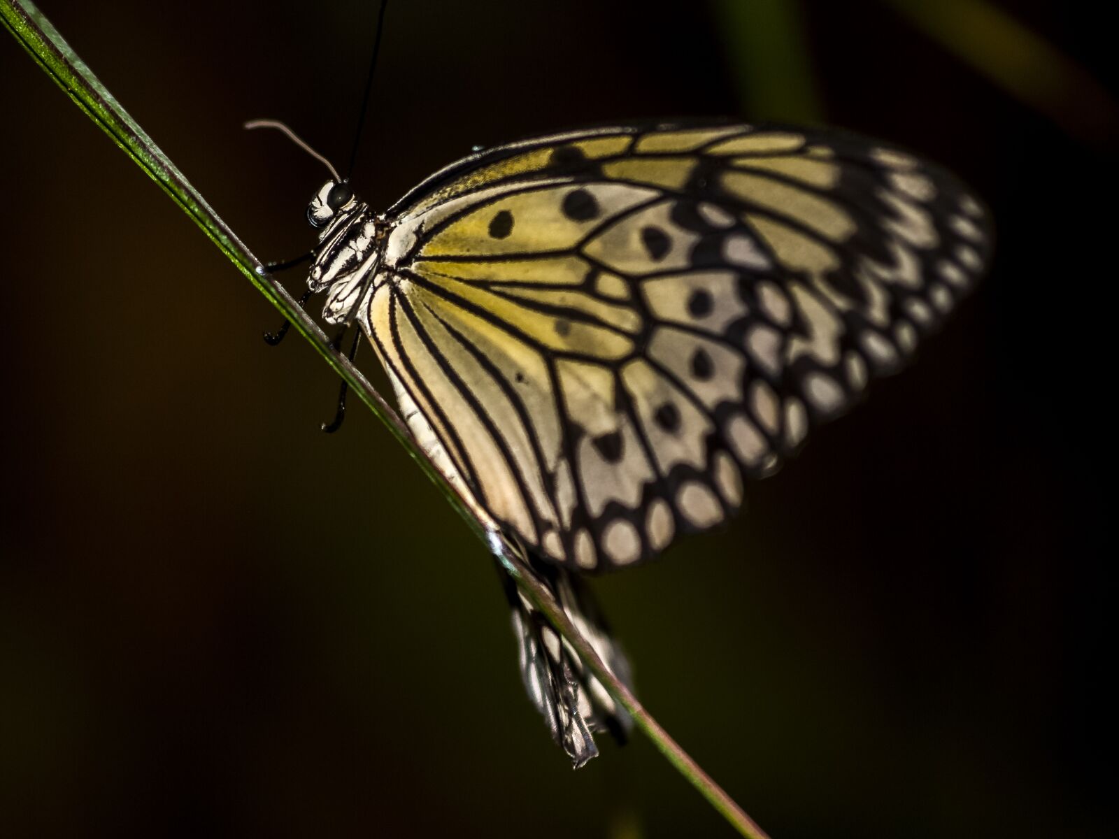 Olympus E-3 sample photo. Butterfly, insect, nature photography