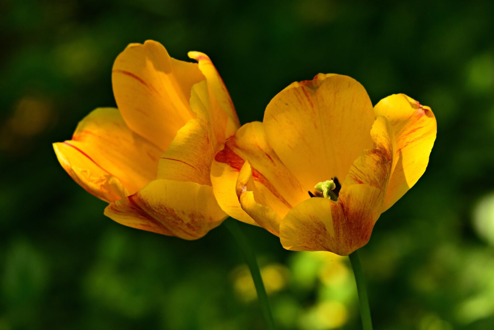 Nikon D750 sample photo. Yellow tulip, flower, plant photography