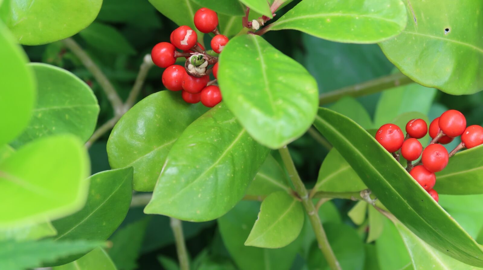 Canon PowerShot G7 X Mark II sample photo. Fruit, garden, plants photography