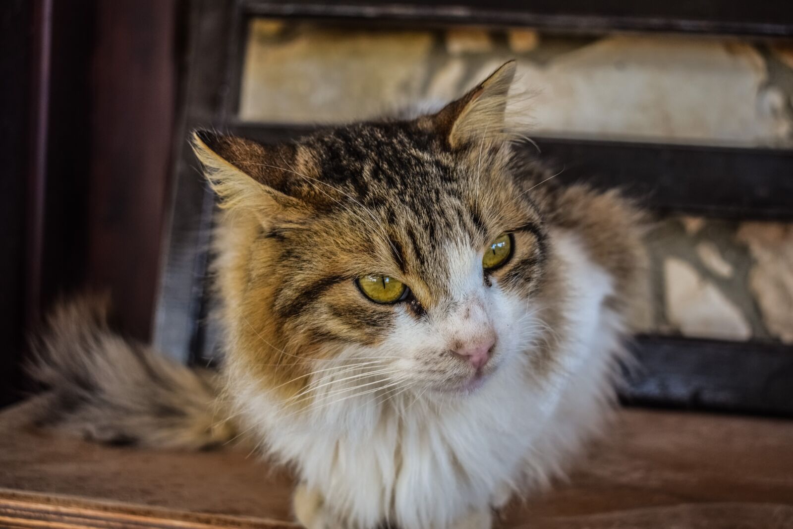 Nikon D3300 sample photo. Cat, stray, homeless photography