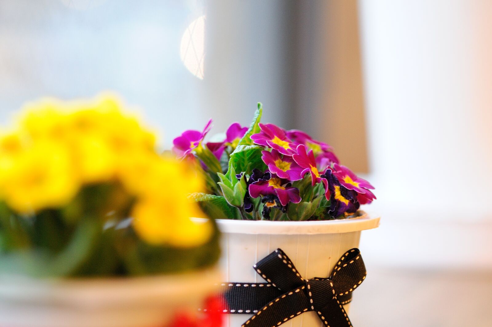 Nikon D300 sample photo. Flowers, potted plant, spring photography