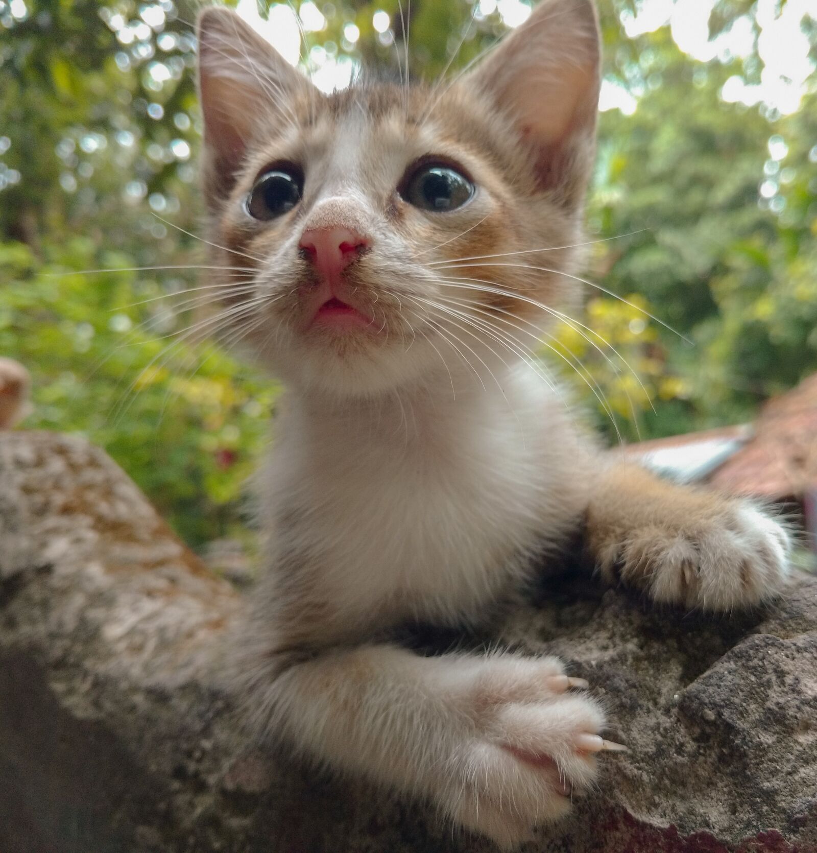 Motorola Moto X Play sample photo. Cat, cute, animal photography