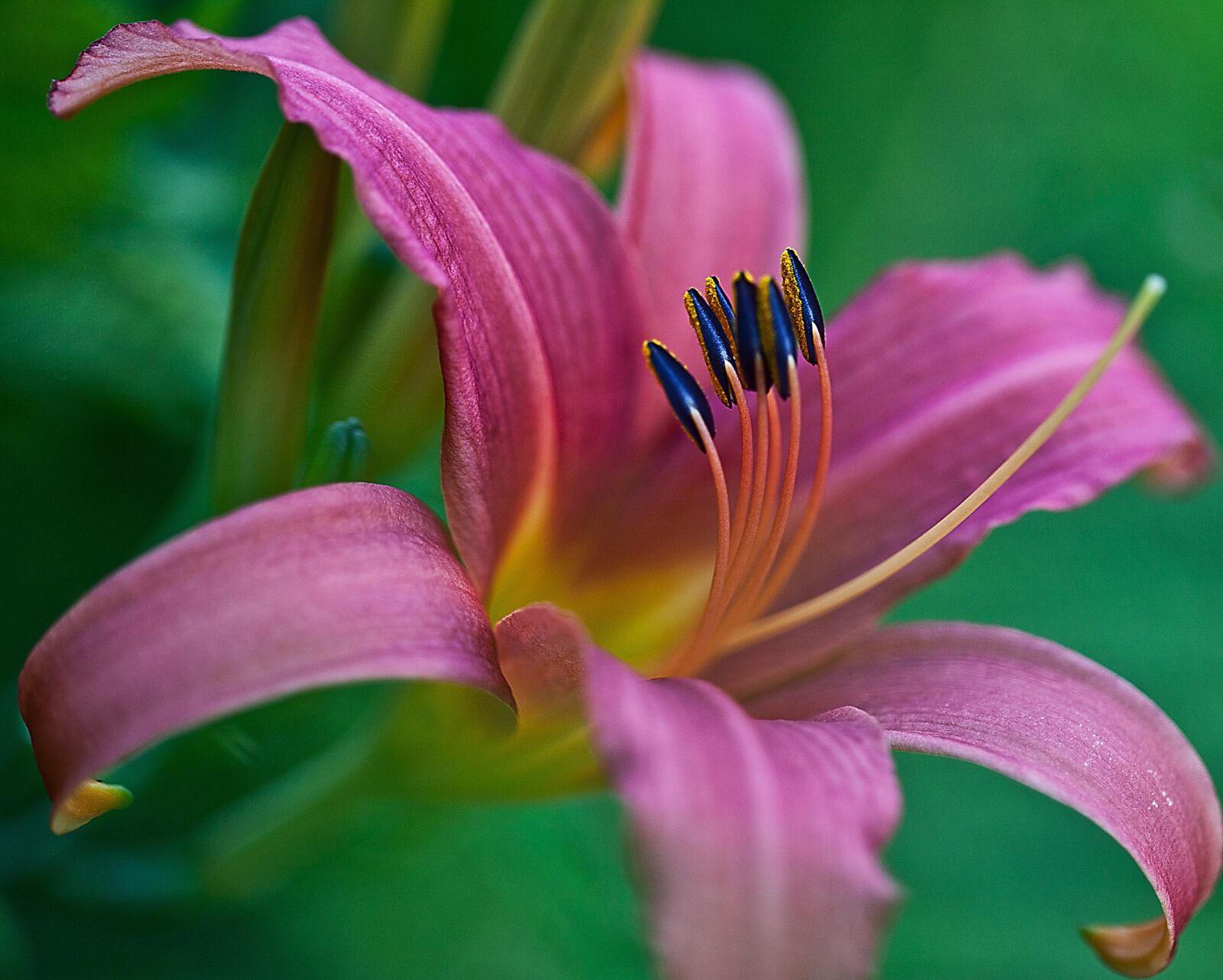 Canon EOS 5D Mark II sample photo. Lily, flower, blossoming photography