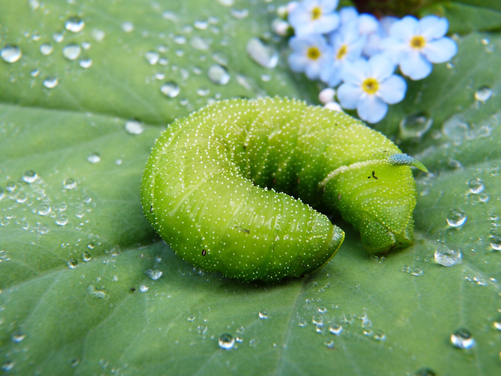 Panasonic Lumix DMC-FZ150 sample photo. Caterpillar, green, nature photography