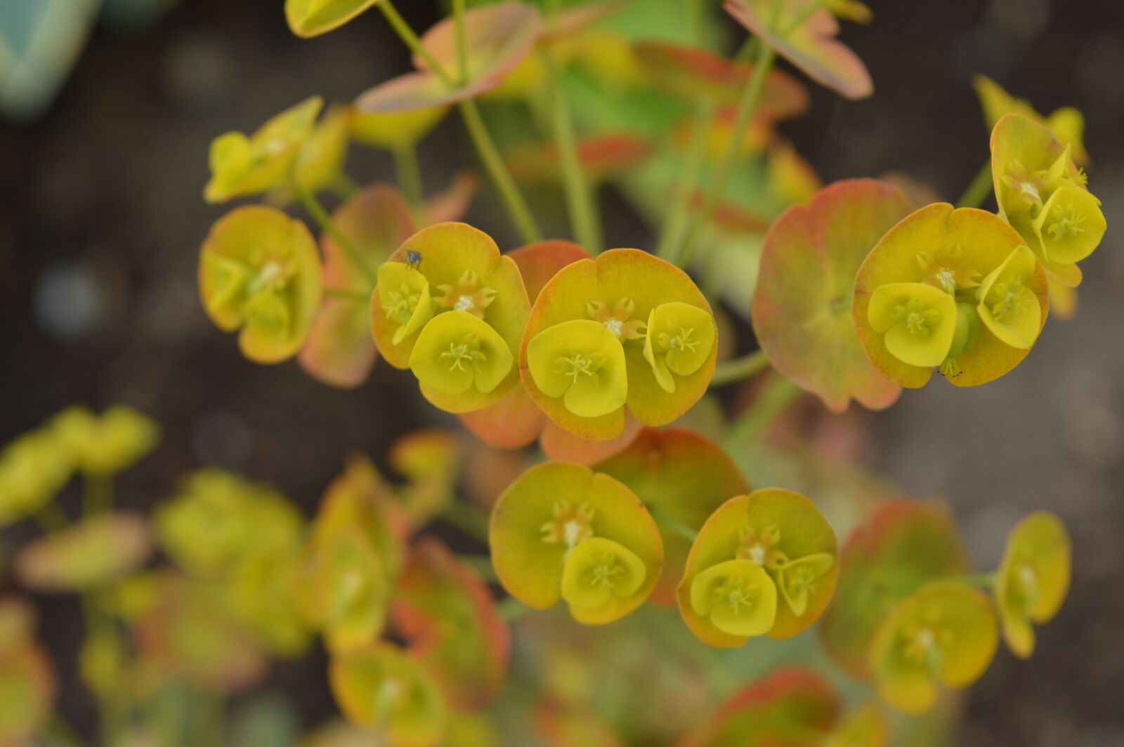 Nikon D3200 sample photo. Flowers, yellow, nature photography