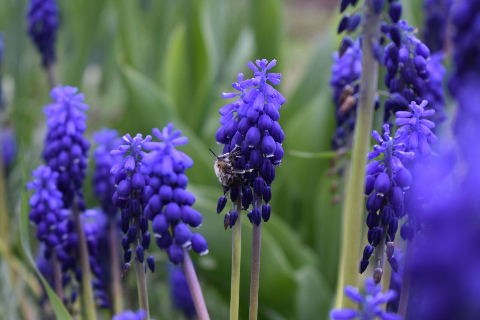 Nikon D3400 sample photo. Flowers, bee, pollination photography