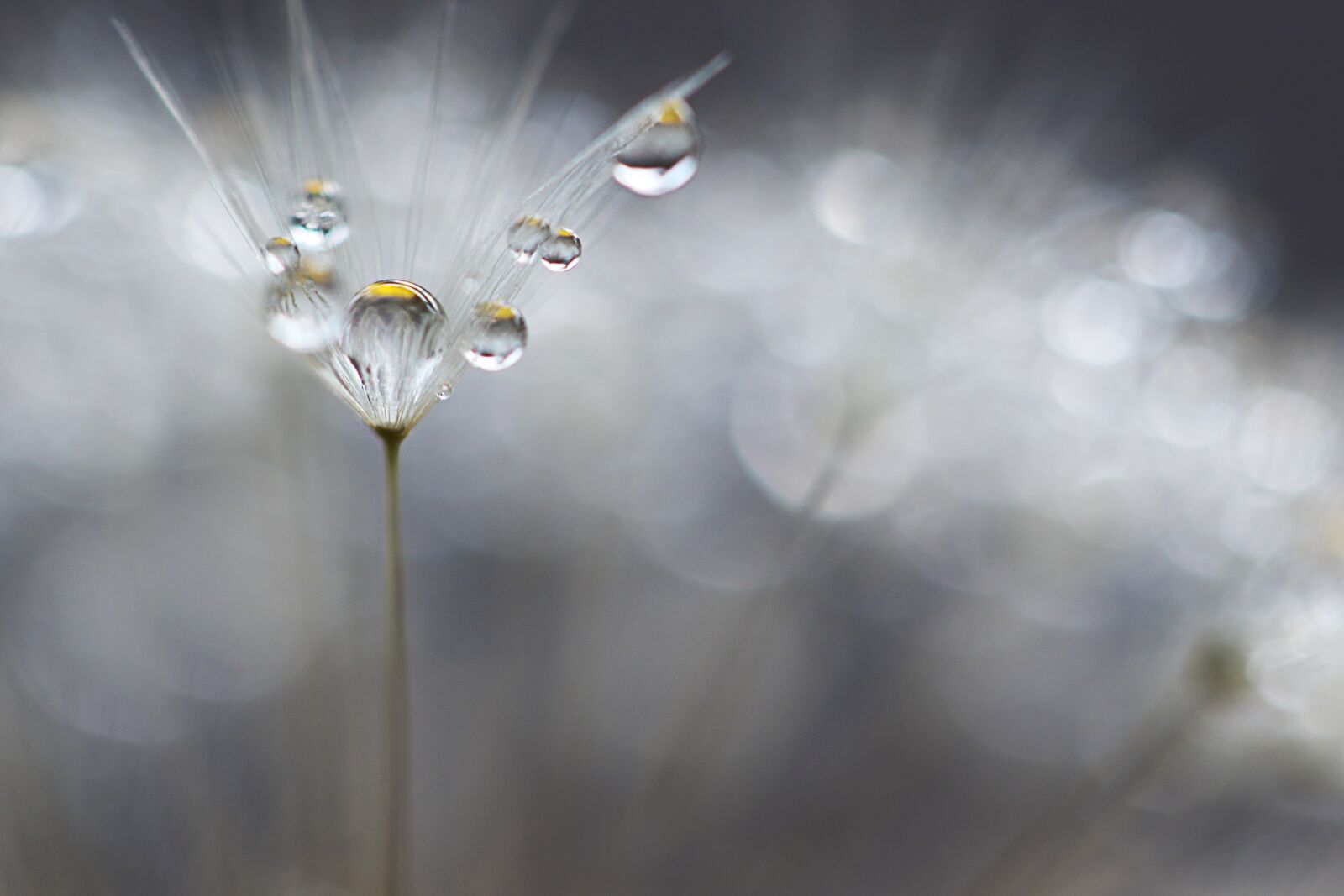 Canon EOS 7D Mark II + Canon EF 100mm F2.8L Macro IS USM sample photo. Dandelion mr hall, trickle photography