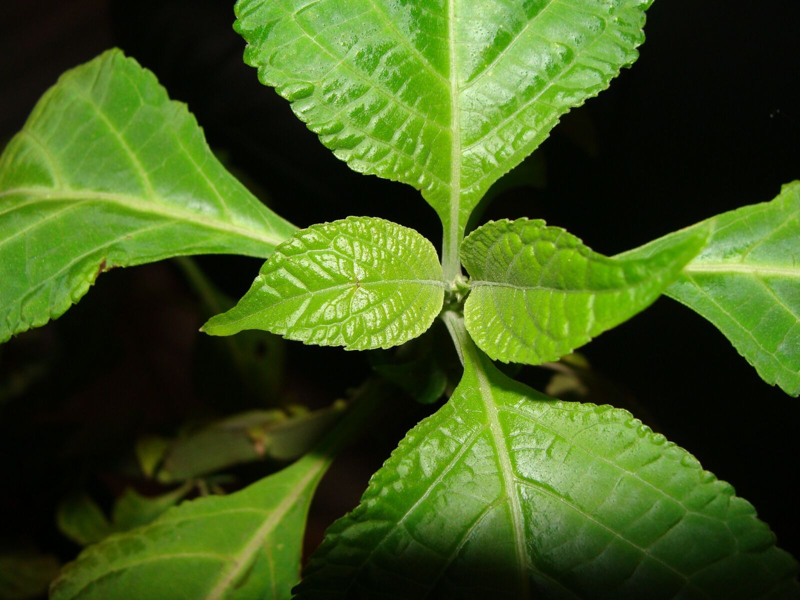 Sony Cyber-shot DSC-H10 sample photo. Leaf, leaves, green plant photography