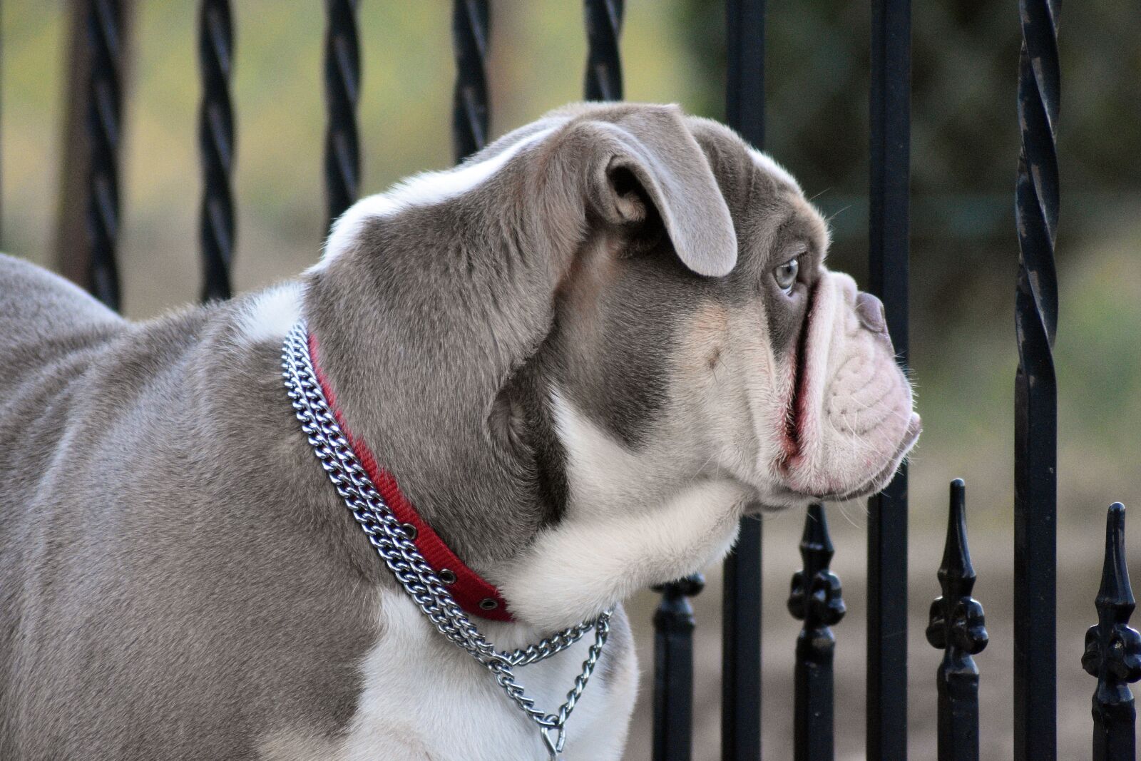 Nikon D3400 sample photo. Dog, puppy, breed photography