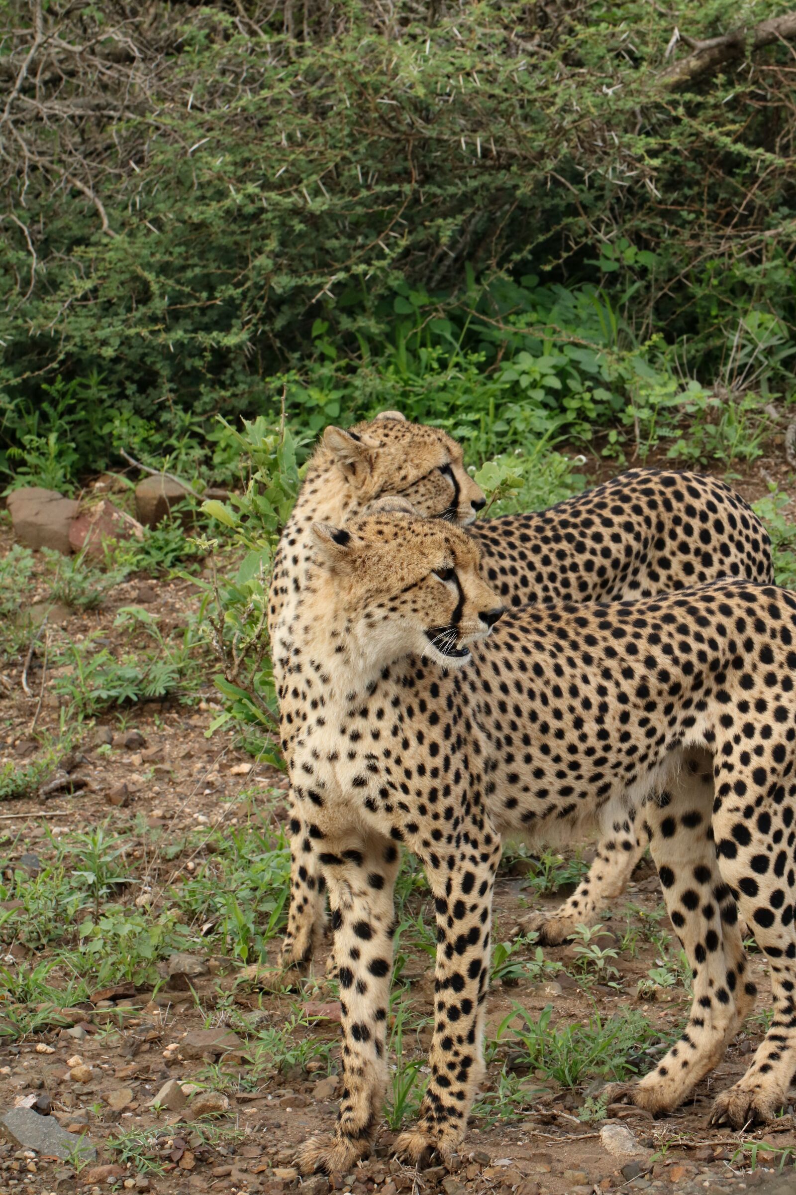 Canon EF 100mm F2.8L Macro IS USM sample photo. Cheetah, south africa, wild photography