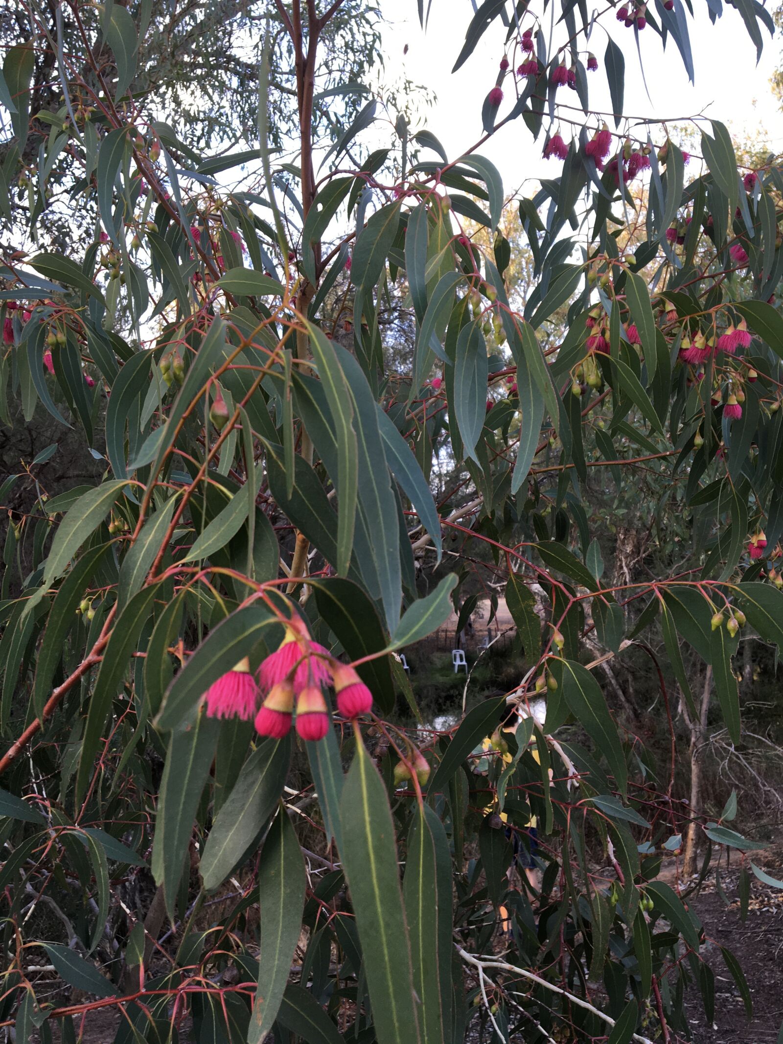 Apple iPhone 6s sample photo. Eucalyptus, australia, tree photography