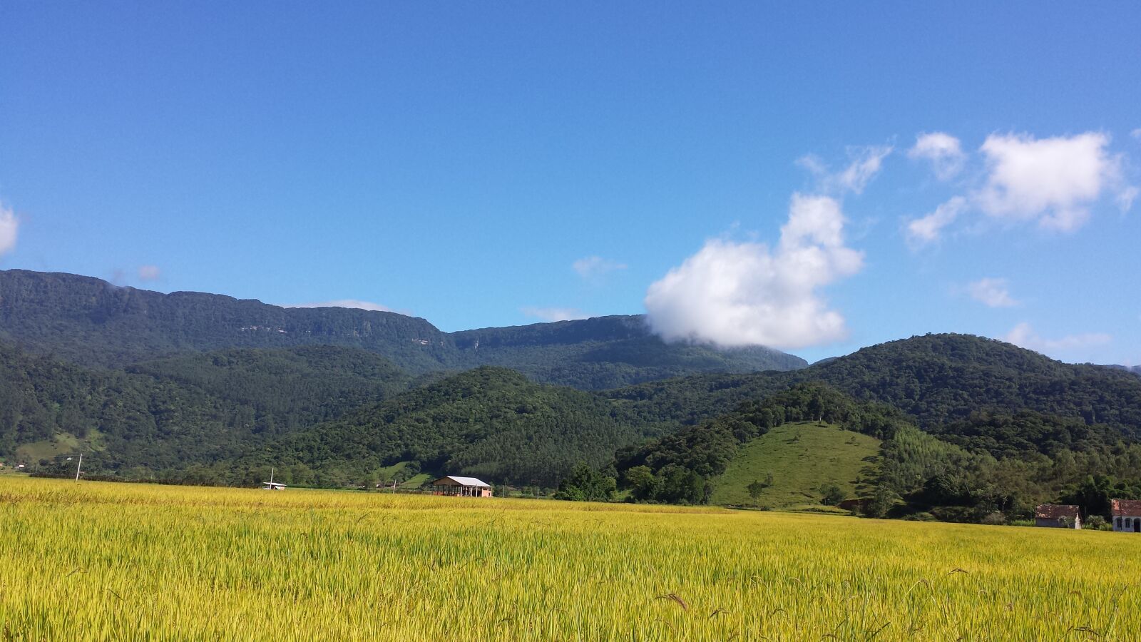 Samsung Galaxy S4 sample photo. Nature, landscape, tree photography