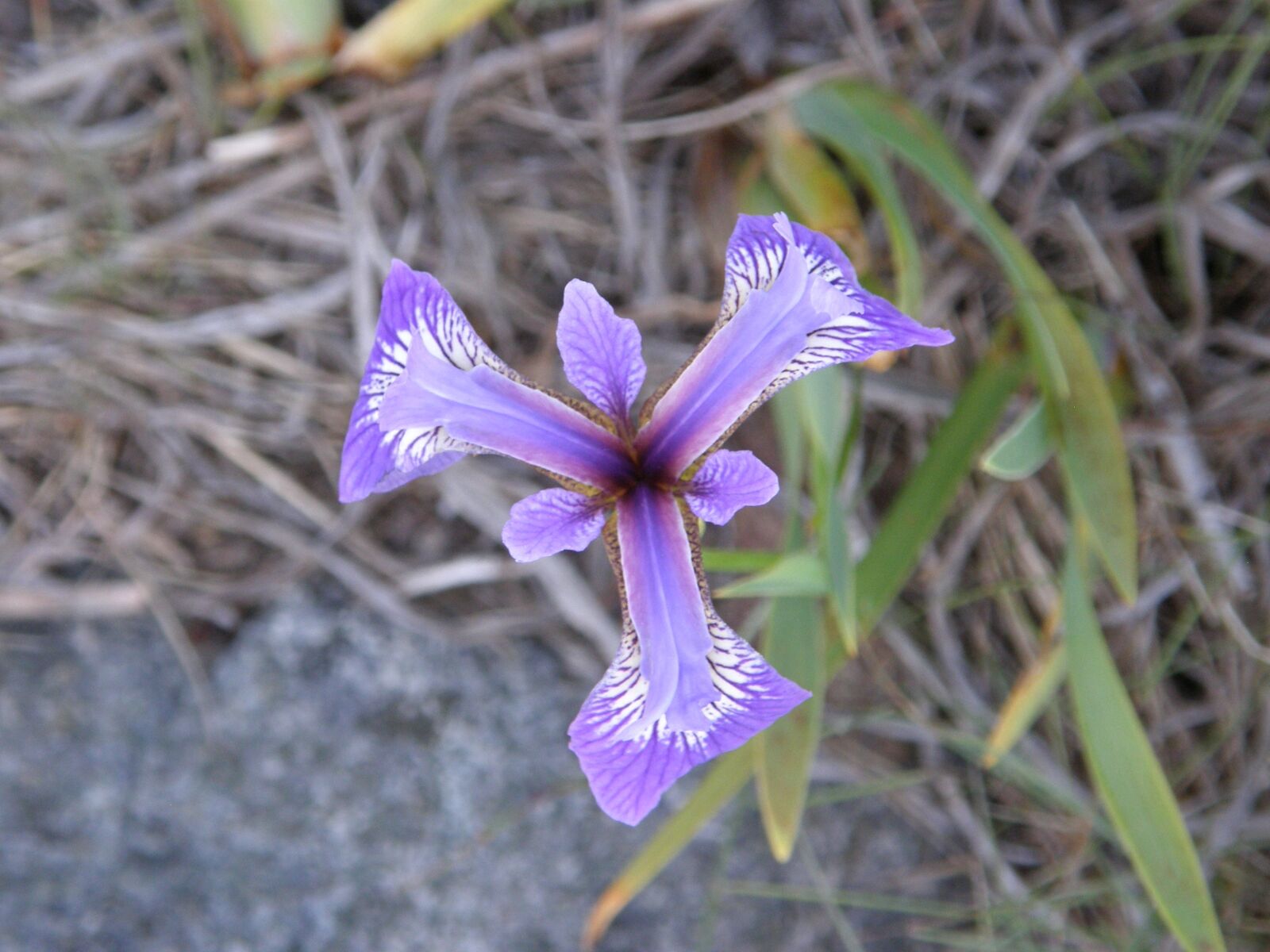 Olympus SP550UZ sample photo. Flower, iris, blue photography